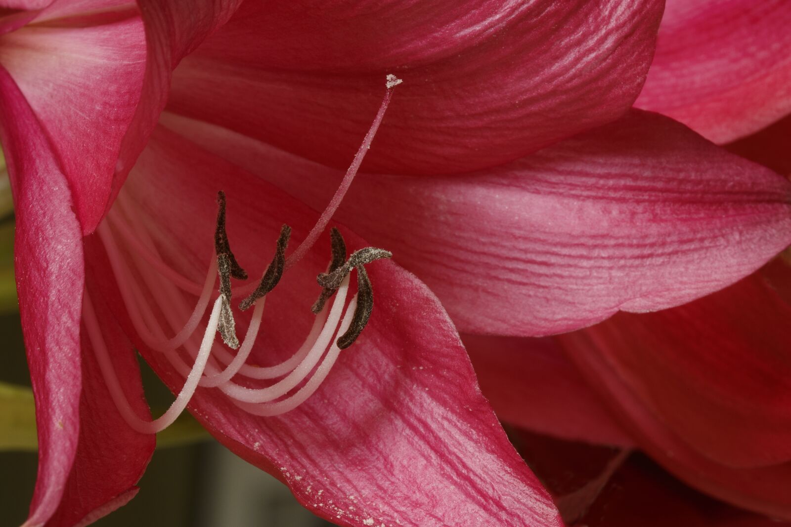 Canon EOS 80D sample photo. Lily, cape lily, macro photography