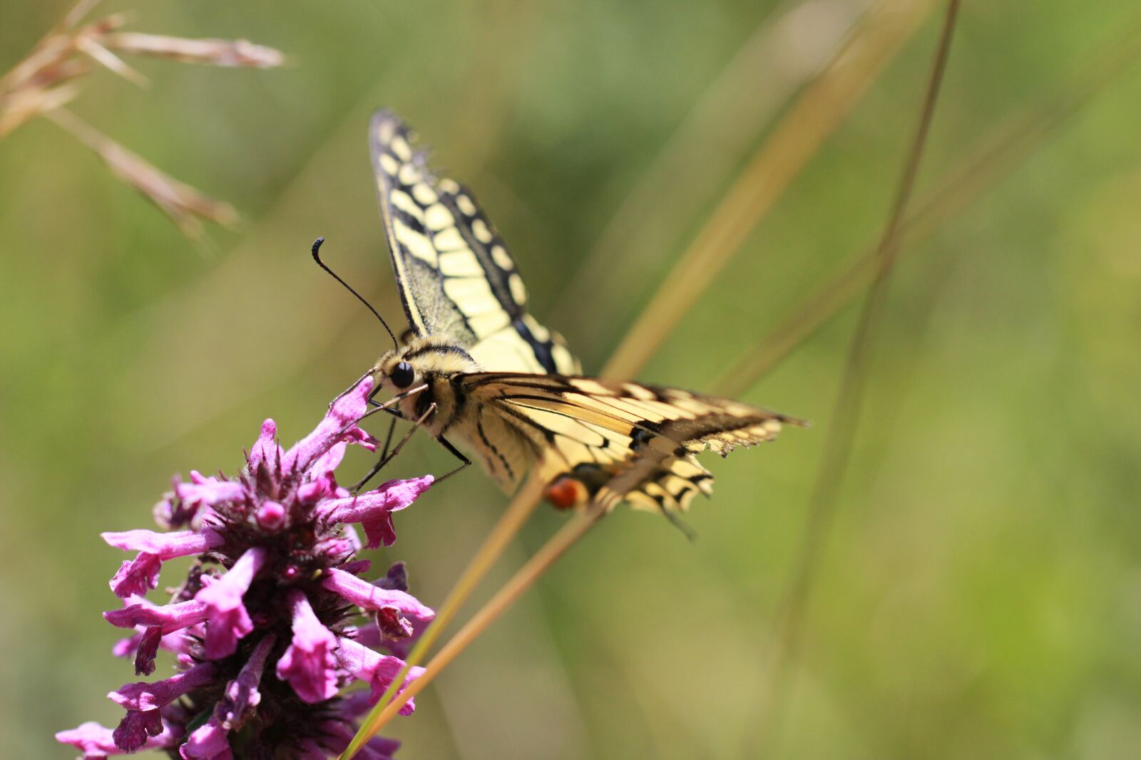 Canon EOS 600D (Rebel EOS T3i / EOS Kiss X5) sample photo. Butterfly, nature, flower photography