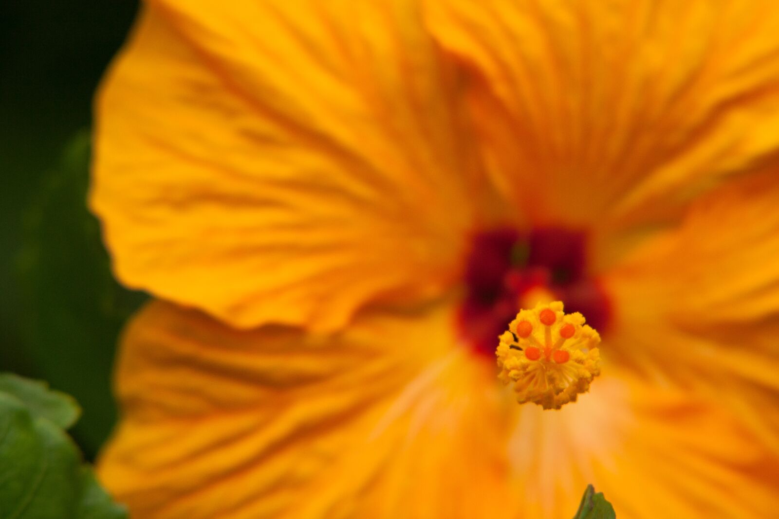 Canon EOS 350D (EOS Digital Rebel XT / EOS Kiss Digital N) sample photo. Hibiscus, tropical, flowers photography