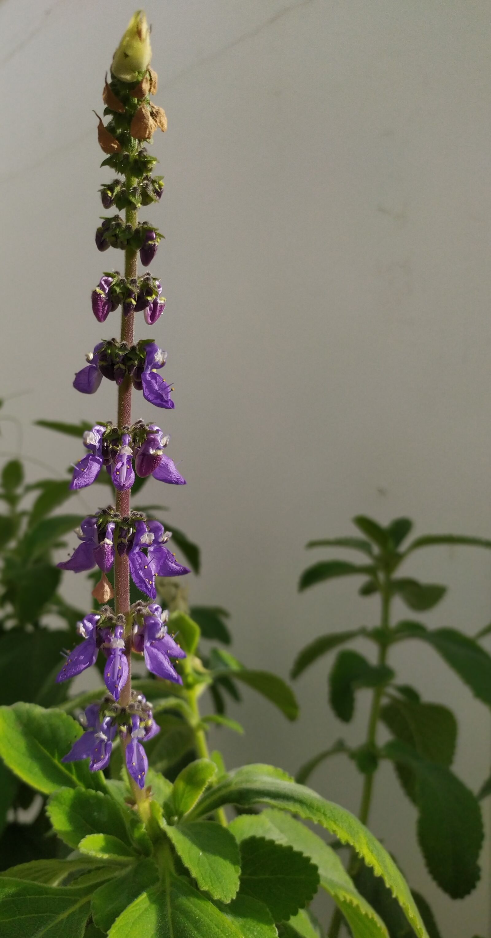 Xiaomi Redmi Note 7 sample photo. Flower, flower, bilberry photography