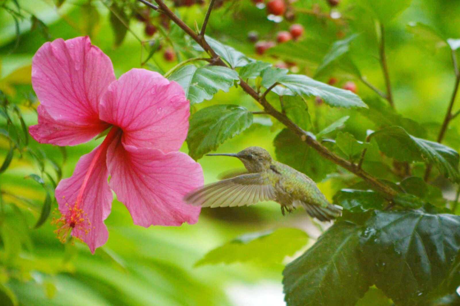 Nikon D3200 sample photo. Hummingbird, hibiscus, flower photography