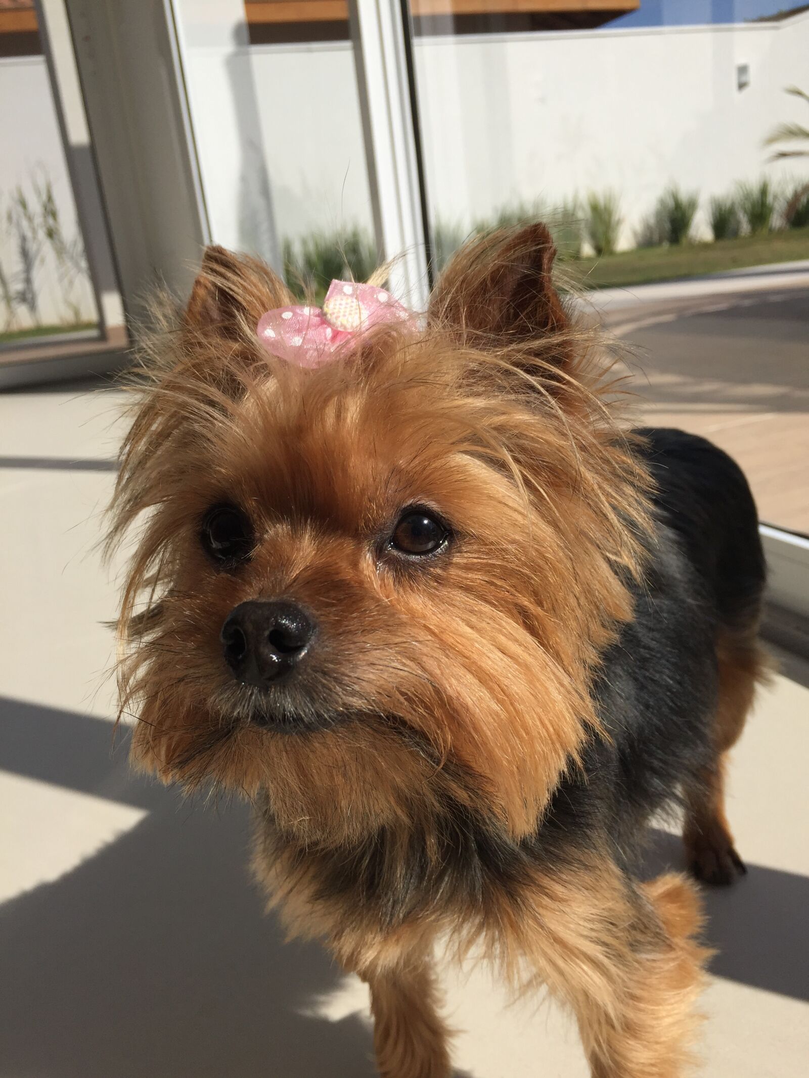 Apple iPhone 6 sample photo. Dog, female, look, pet photography