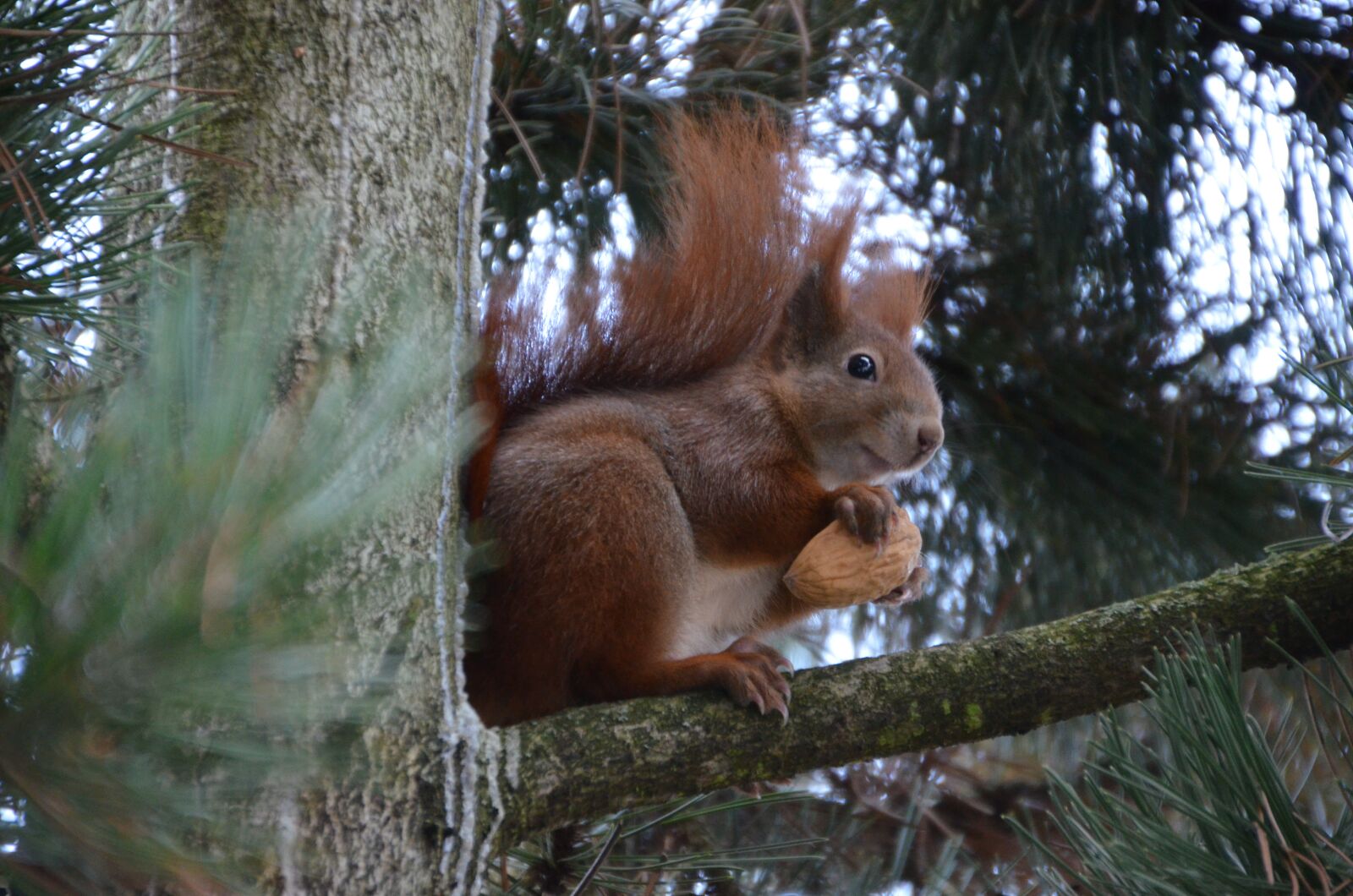 Nikon D5100 sample photo. Squirrel, nature, rodent photography