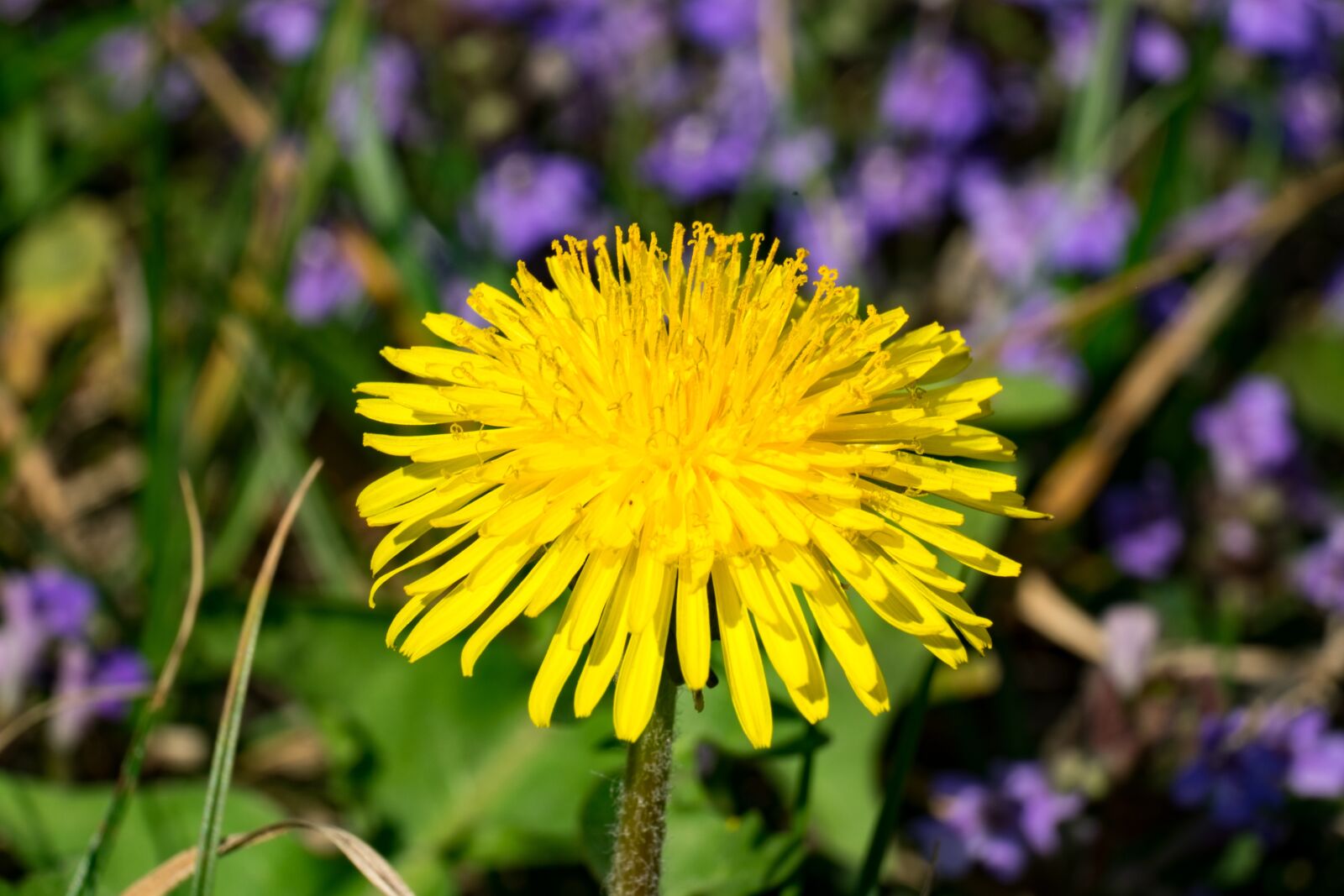 Fujifilm XF 55-200mm F3.5-4.8 R LM OIS sample photo. Nuns, sonchus oleraceus, doctor's photography