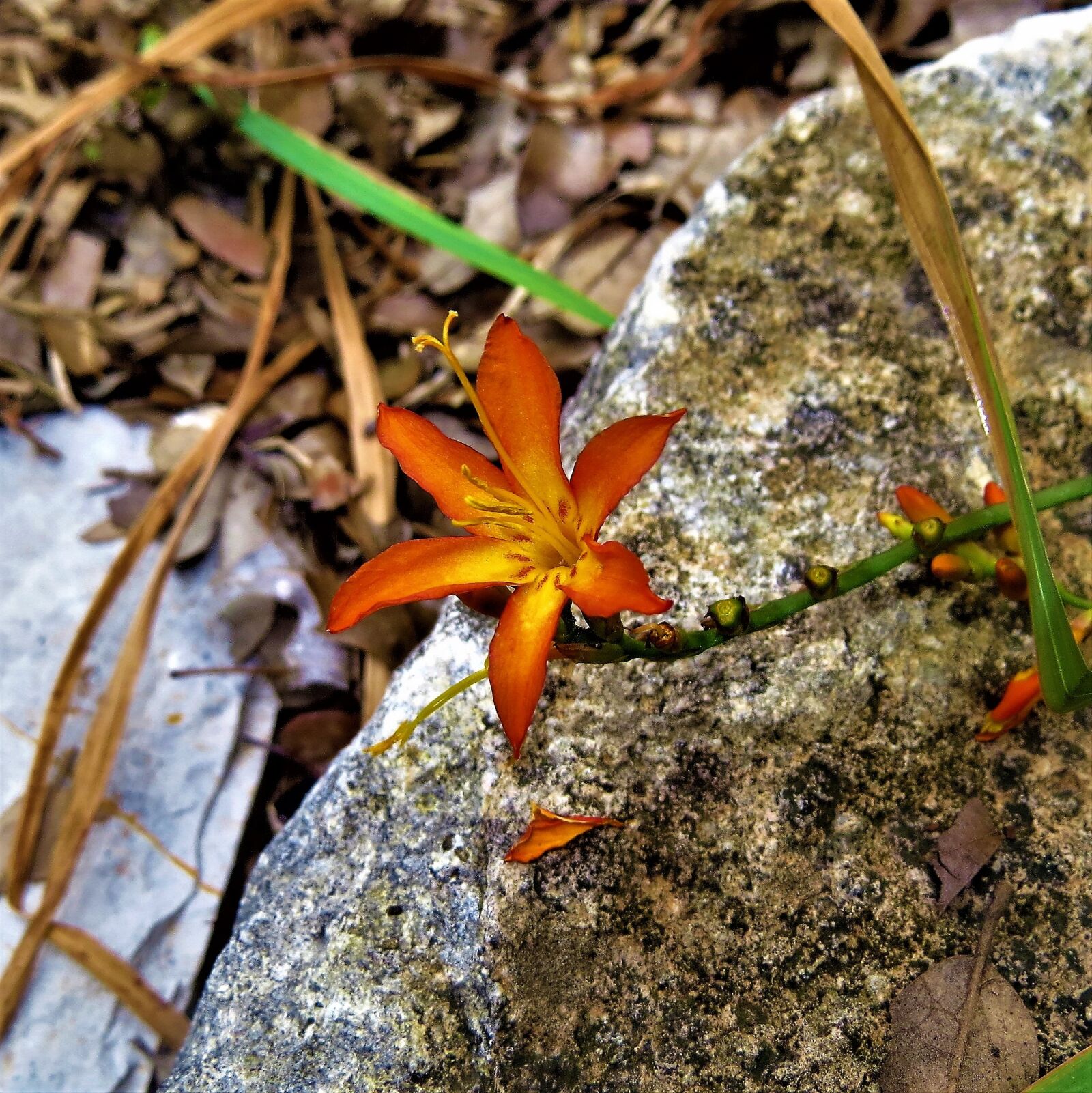 Canon PowerShot SX50 HS sample photo. Flower, orange, yellow photography