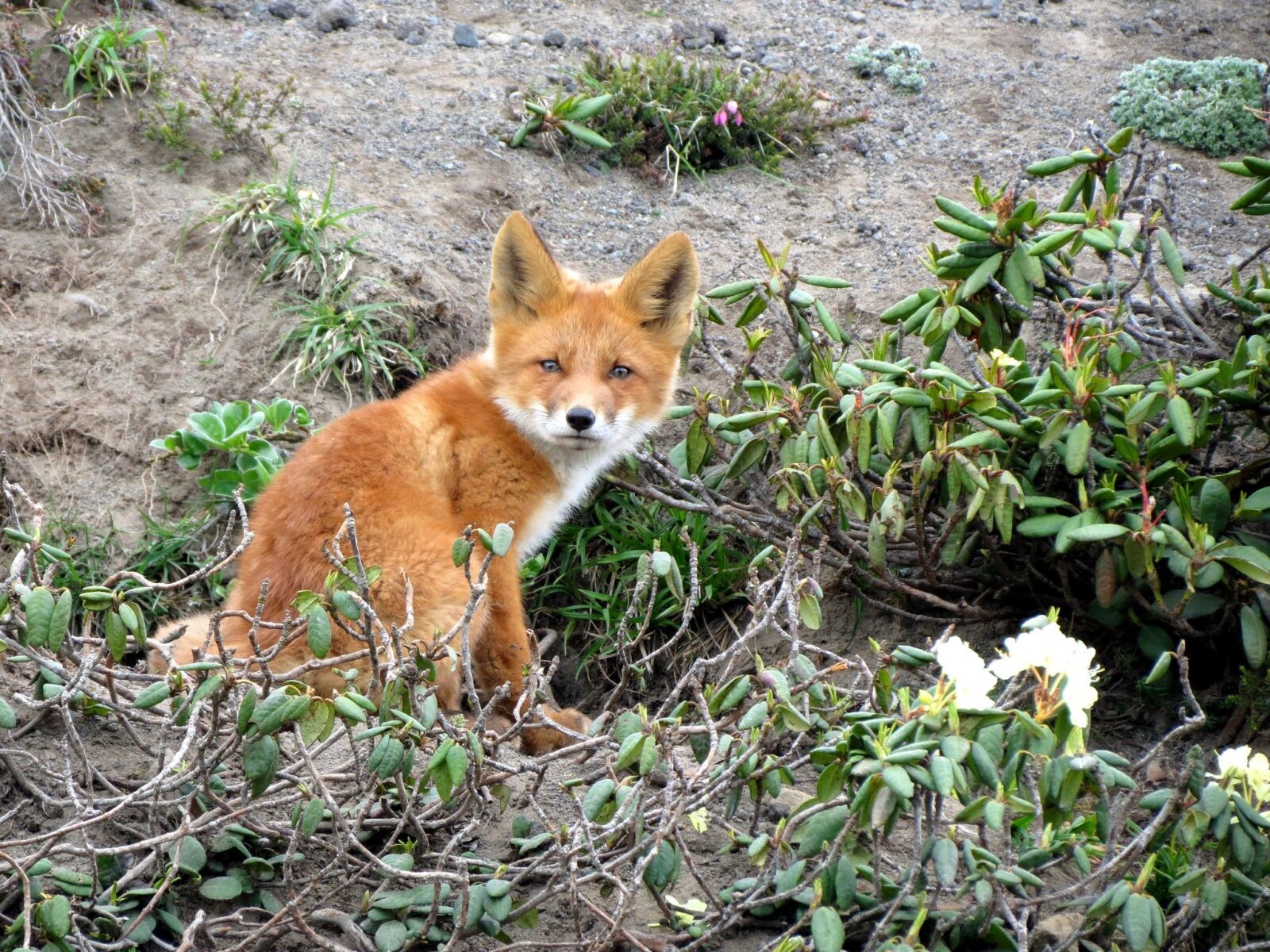 Canon PowerShot SX40 HS sample photo. Fox, moth, predator photography