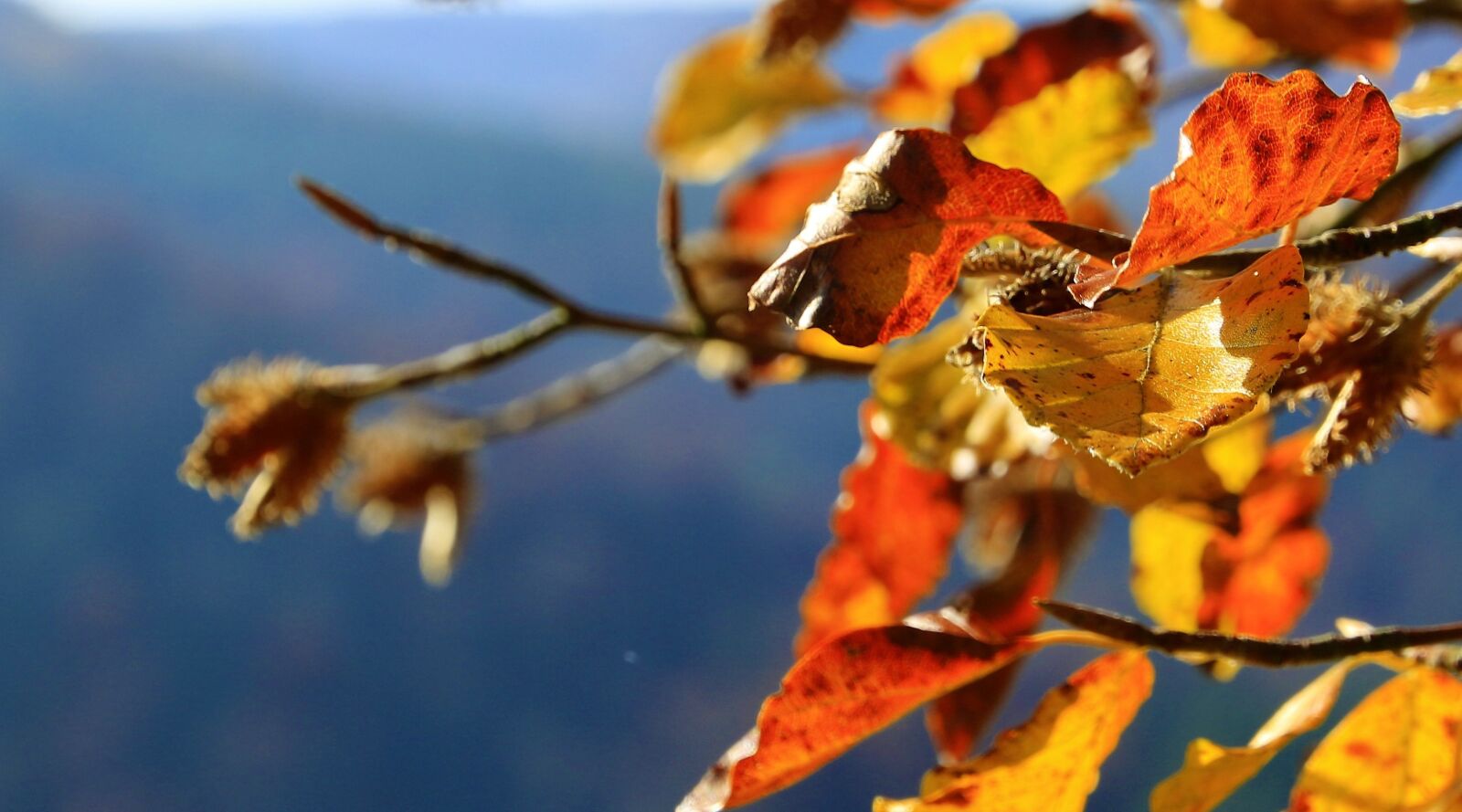 Canon EOS 7D Mark II sample photo. Autumn, leaves, autumn colours photography