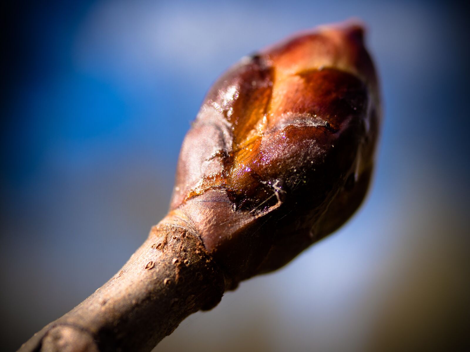 Olympus PEN E-PL9 sample photo. Bud, leaf bud, macro photography