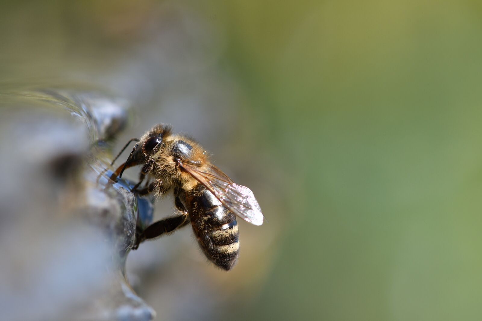 Nikon D500 sample photo. Bees, beekeeper, beekeeping photography