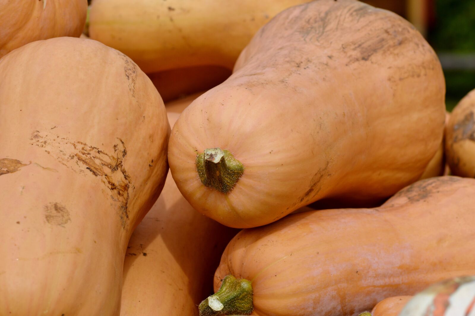 Nikon D3200 sample photo. Pumpkin, fruit, orange photography