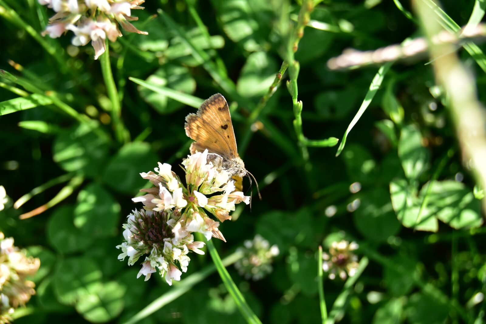 Nikon D5600 sample photo. Butterfly, macro, insect photography