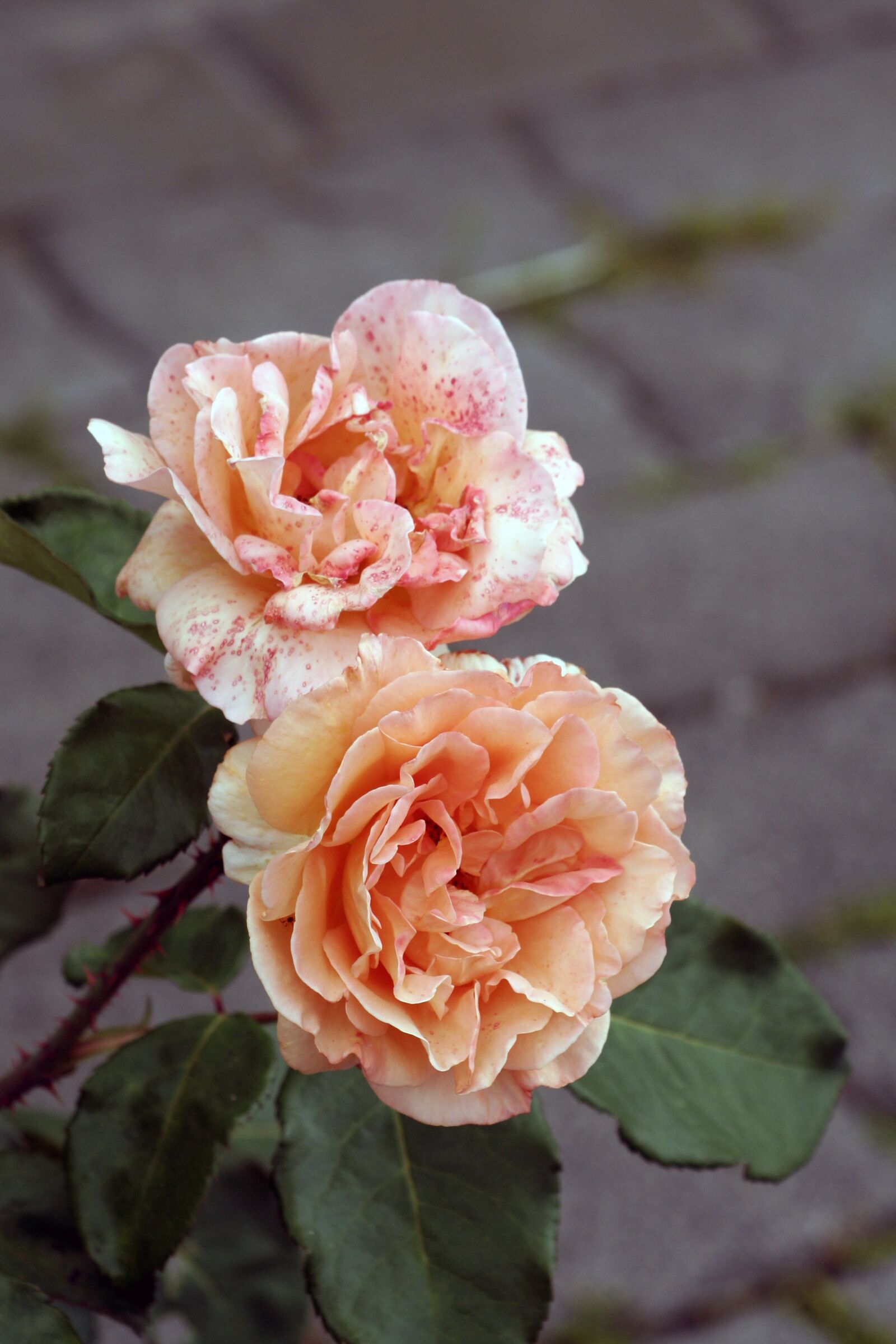 Canon EOS 350D (EOS Digital Rebel XT / EOS Kiss Digital N) sample photo. Rose, flower, nature photography