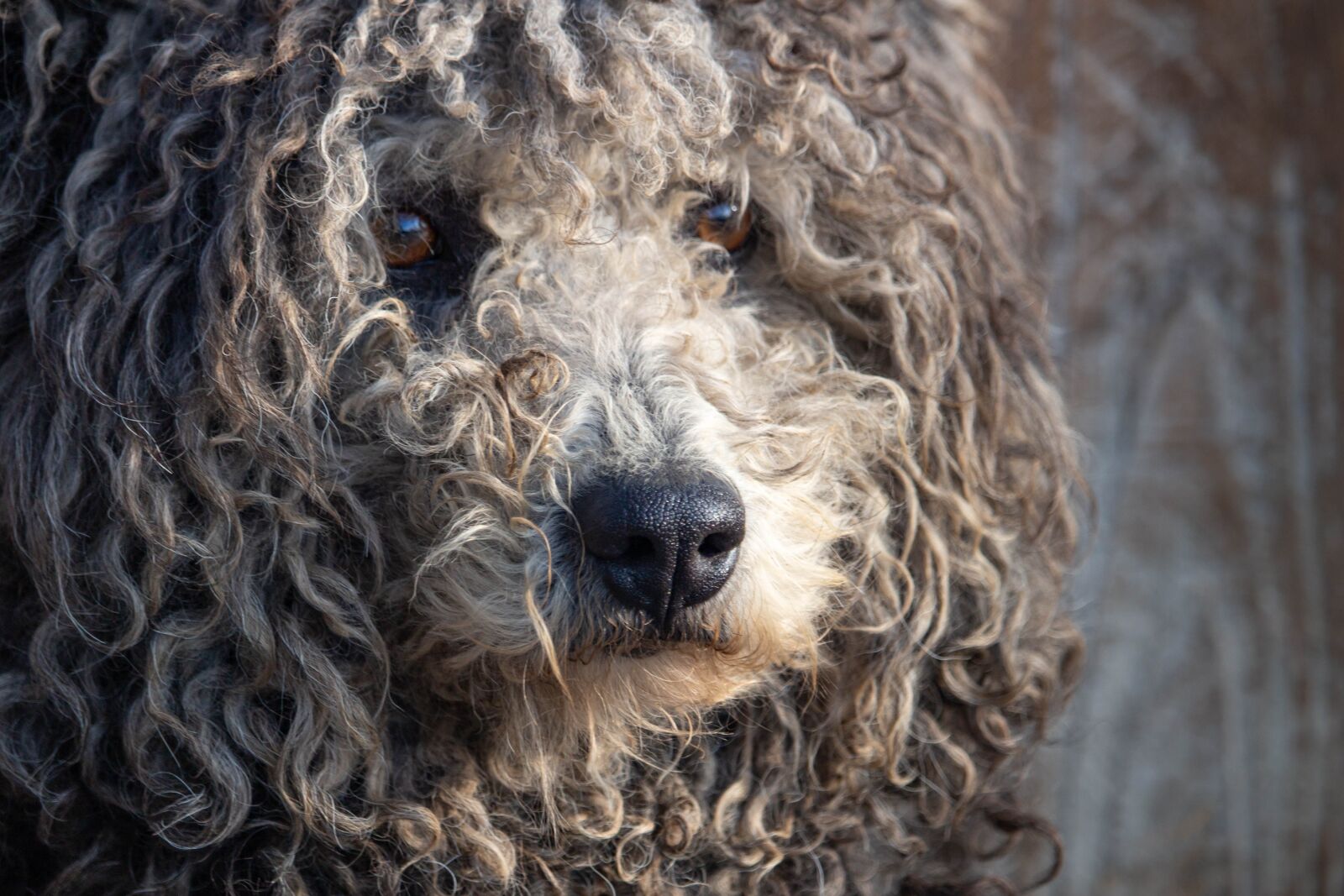 Canon EOS 100D (EOS Rebel SL1 / EOS Kiss X7) sample photo. Dog, pet, animal photography