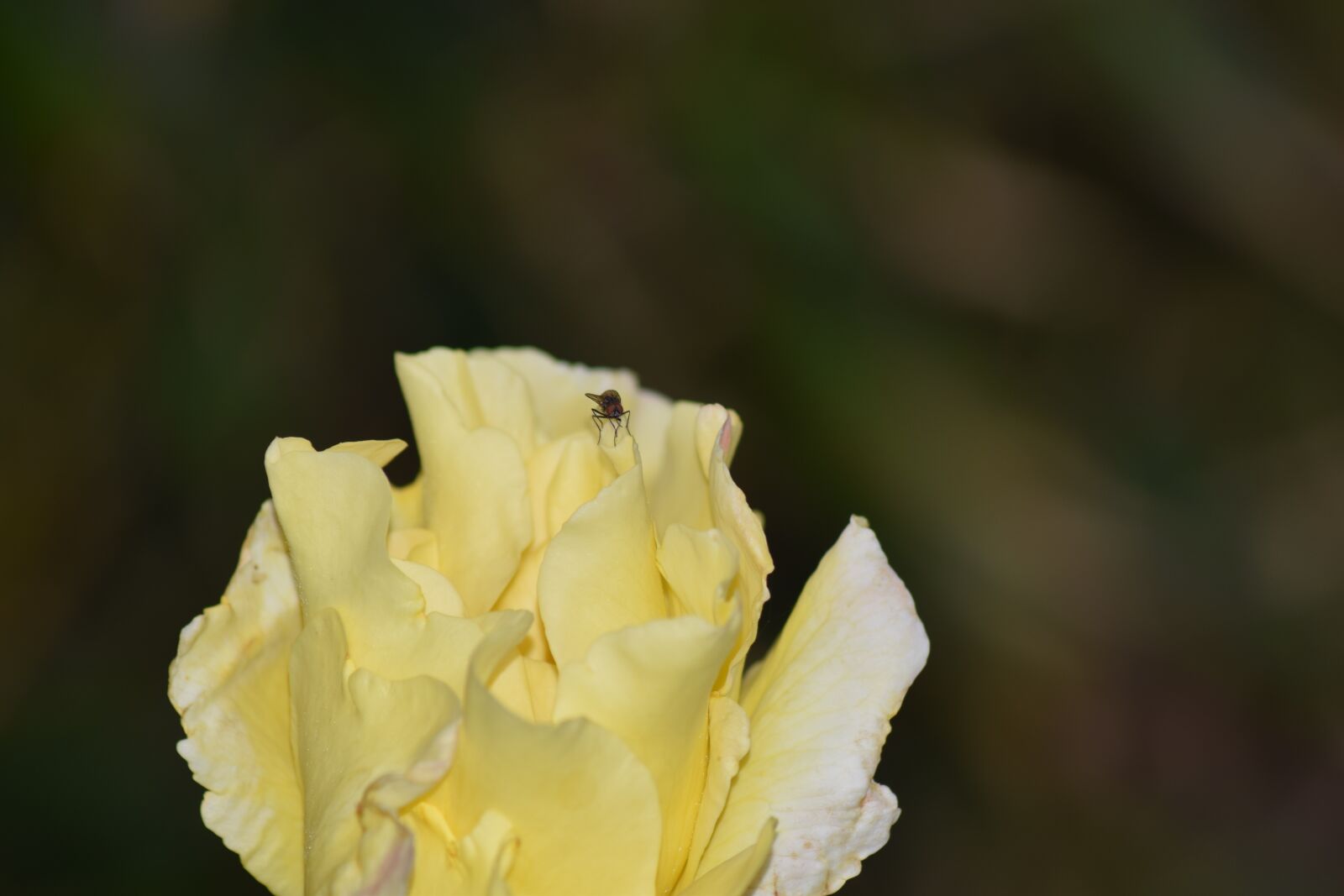 Nikon D3300 sample photo. Love, pink, romance photography