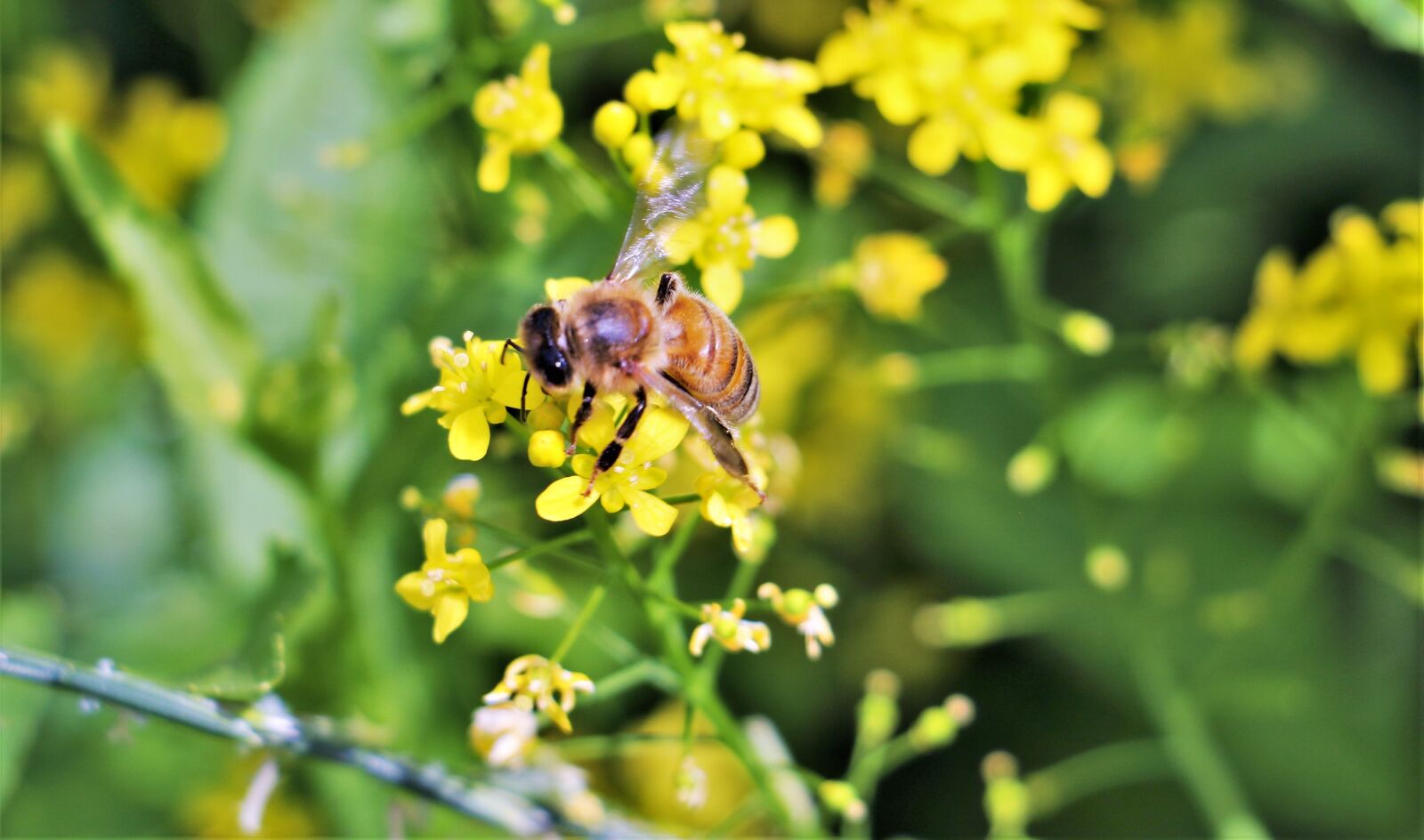 Canon EOS 750D (EOS Rebel T6i / EOS Kiss X8i) sample photo. Nature, flower, nectar photography