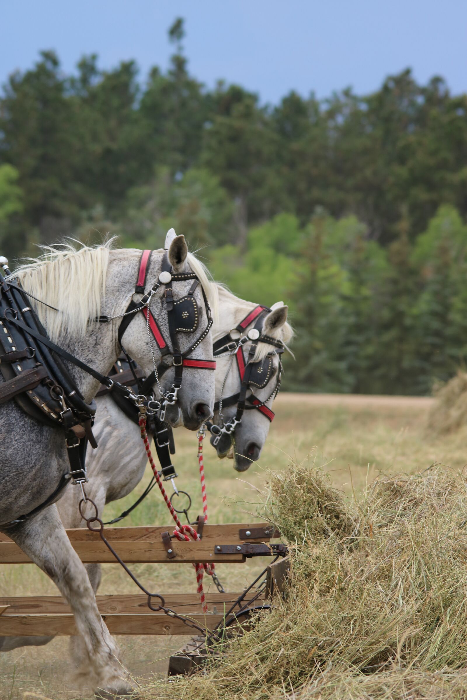 Canon EOS 750D (EOS Rebel T6i / EOS Kiss X8i) sample photo. Cavalry, nature, outdoors photography