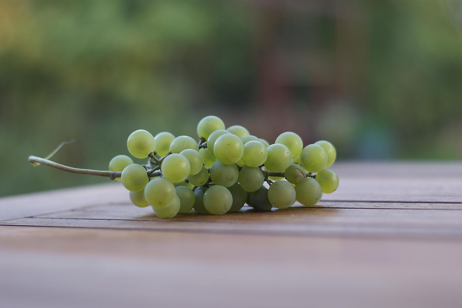 Sony Alpha DSLR-A290 sample photo. Grape, fruit, white photography