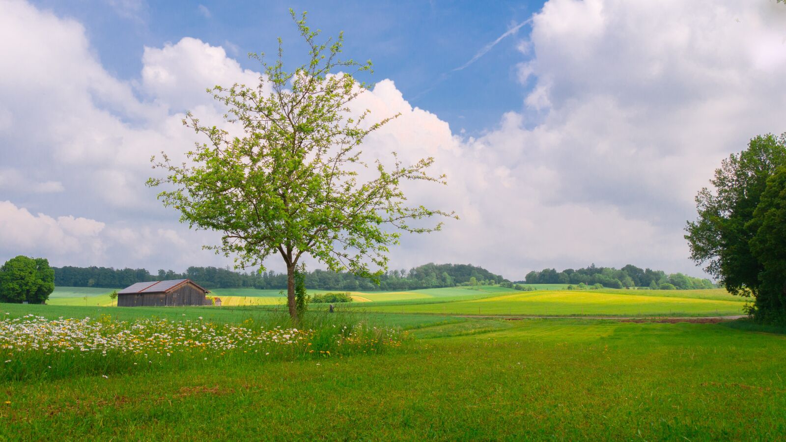 Panasonic DMC-G81 sample photo. Landscape, meadow, trees photography