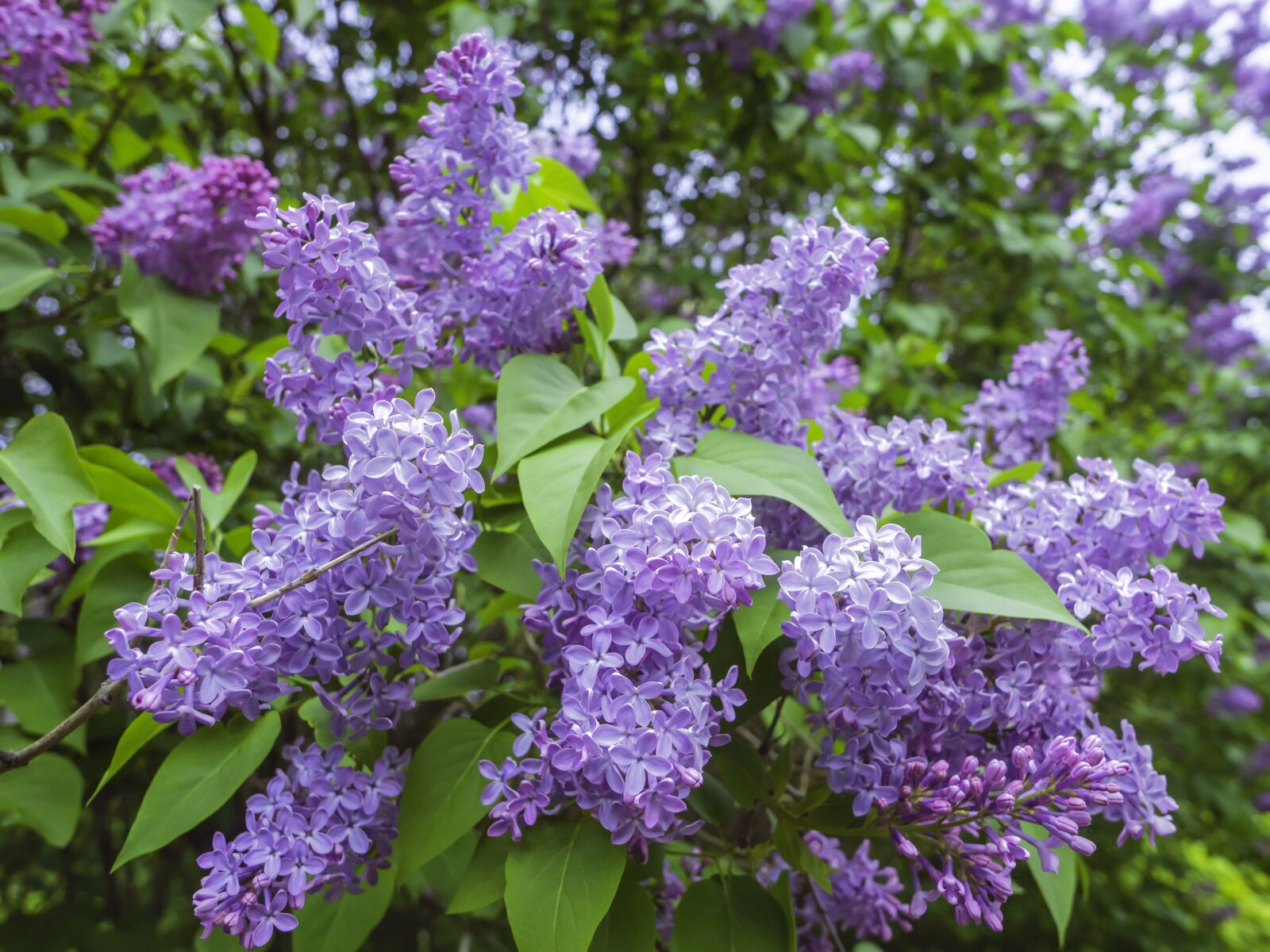 Olympus M.Zuiko Digital ED 12mm F2 sample photo. Lilac, flowers, branches photography