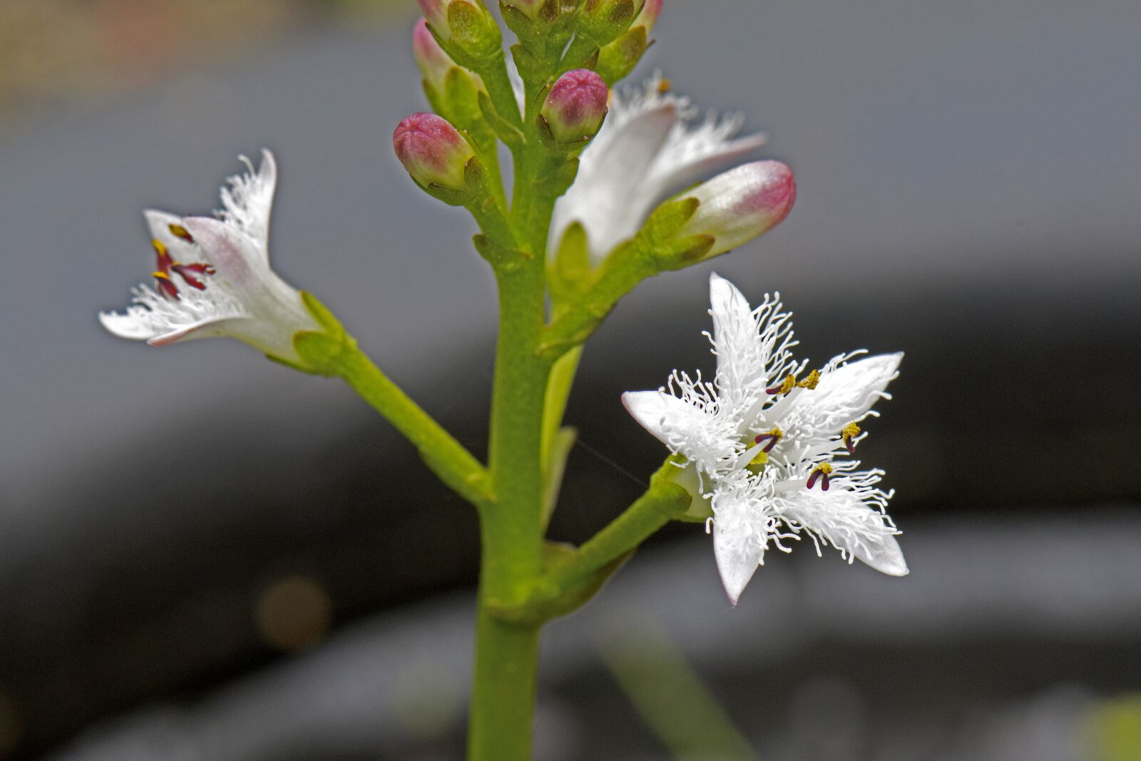 Nikon D500 sample photo. Fever dress, menyanthes, menyanthes photography