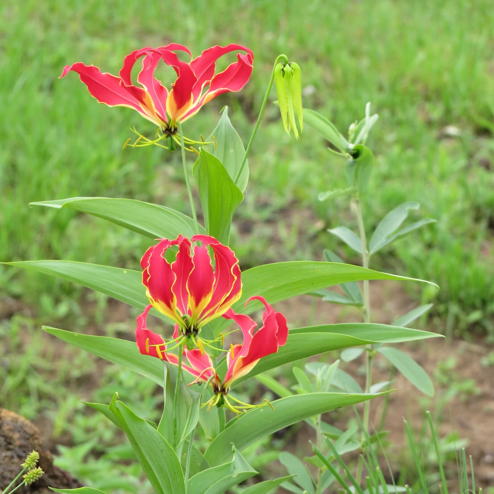 Canon PowerShot SX50 HS sample photo. Flame lilly, plant, flora photography
