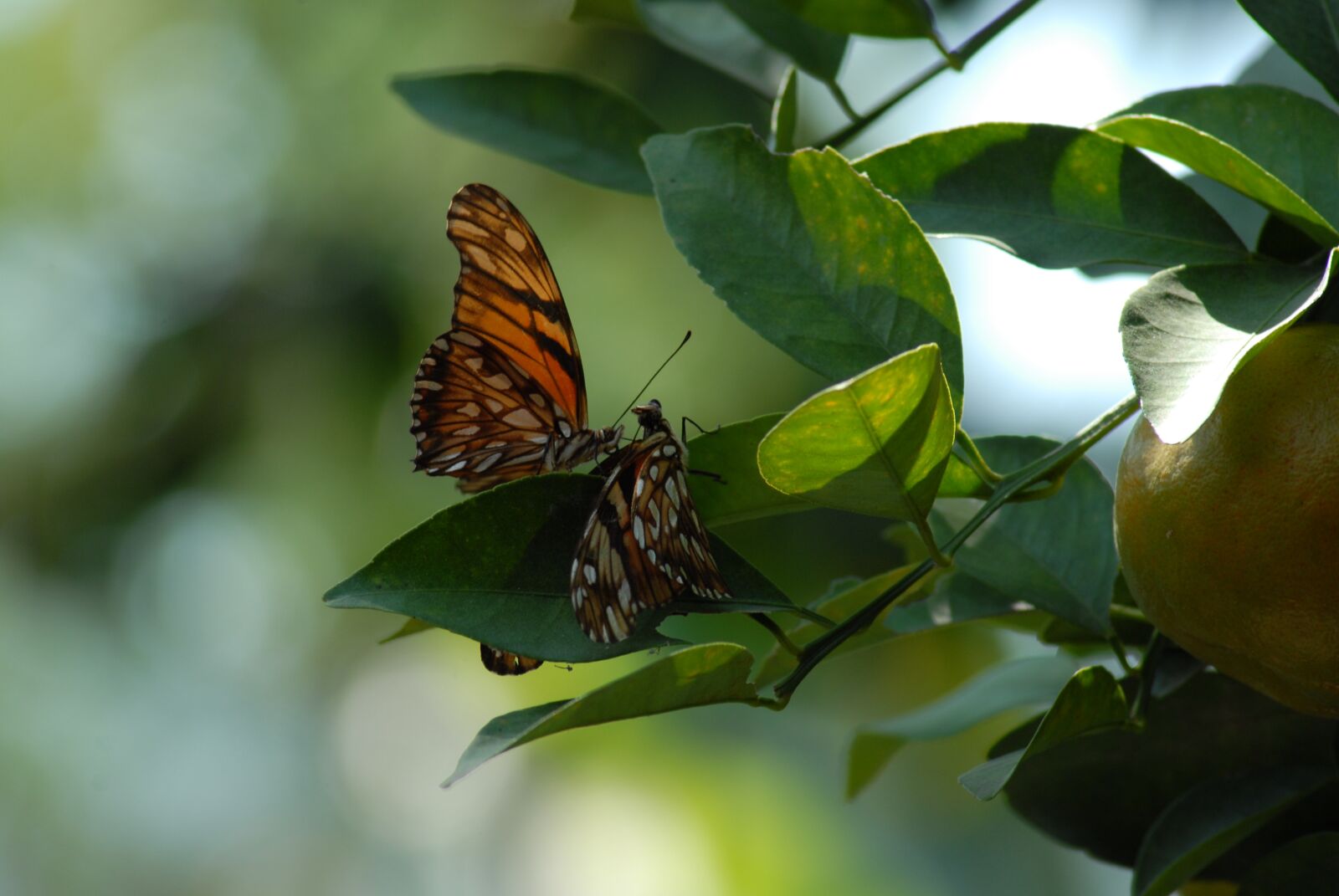 Nikon D200 sample photo. Butterfly regional, wings, insect photography