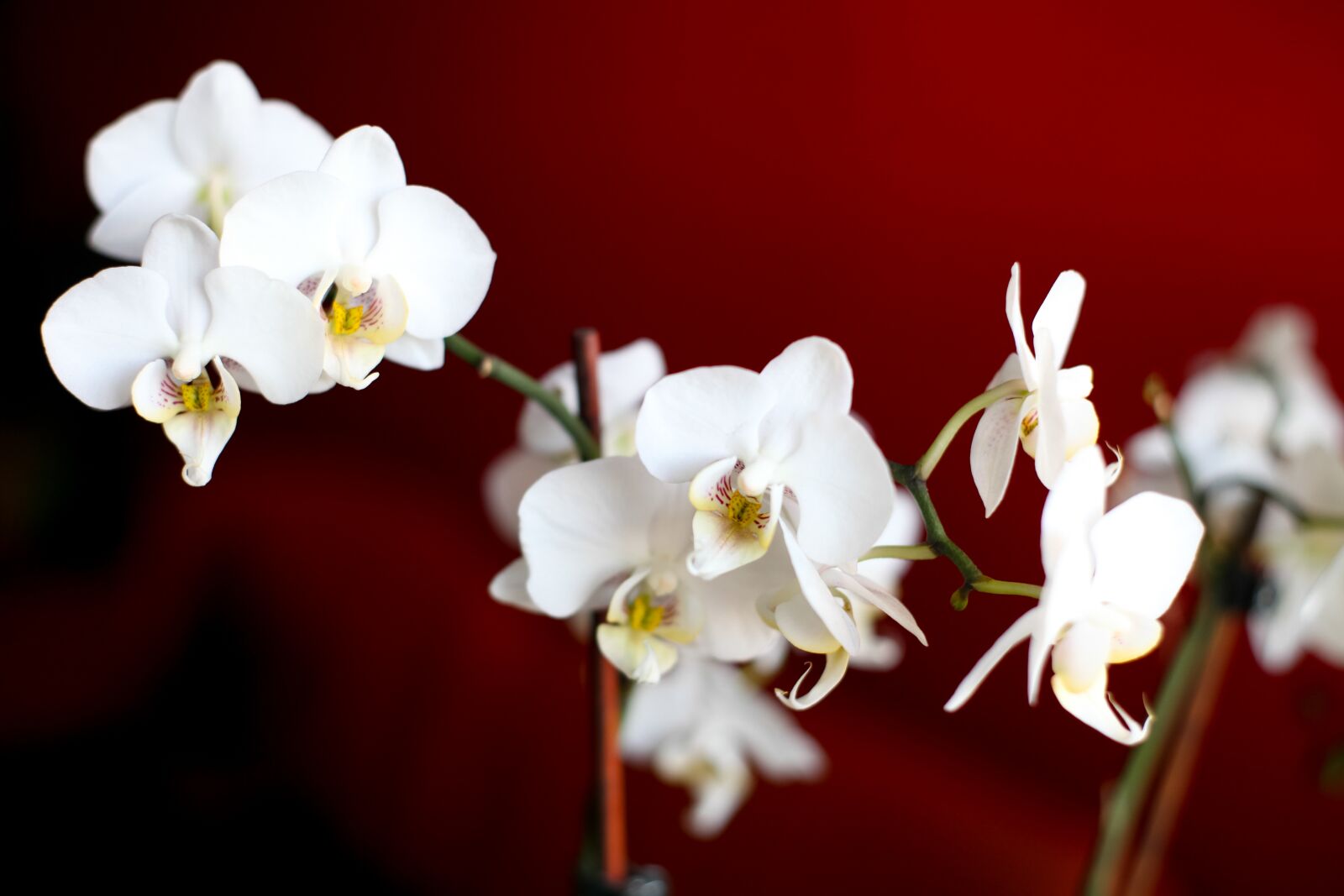 Canon EOS 5D Mark II sample photo. Flowers, flower, orchid photography