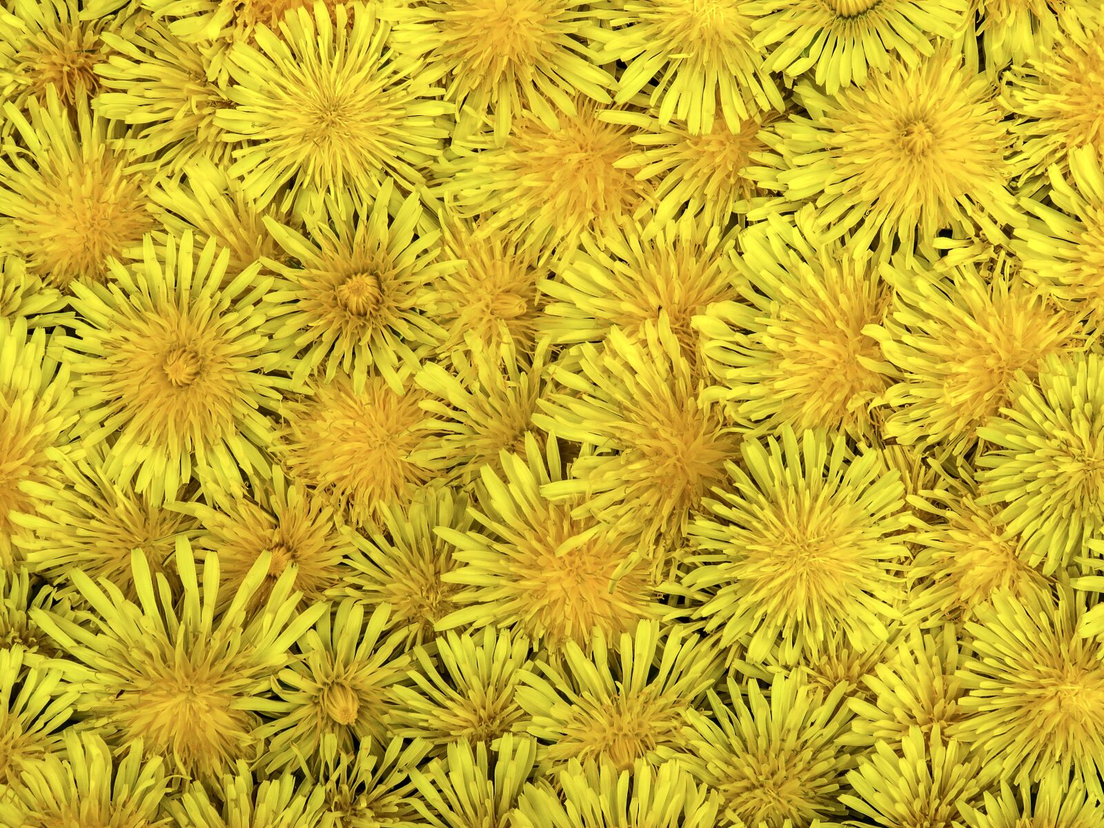 Canon PowerShot SX60 HS sample photo. Background, texture, template photography