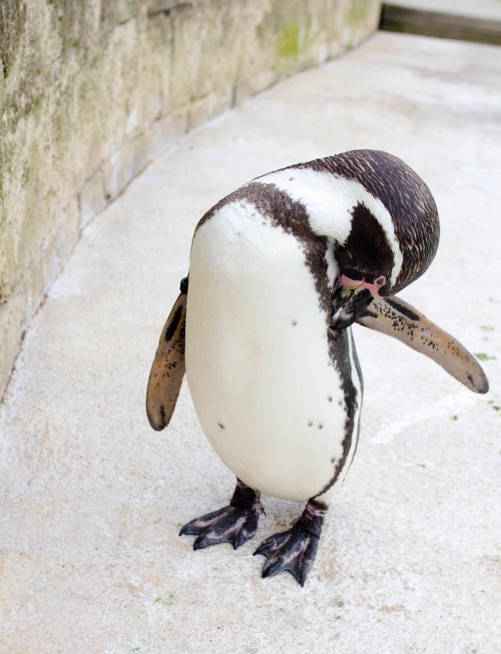 Canon EOS 60D + Canon EF 17-40mm F4L USM sample photo. Penguin, zoo, park photography