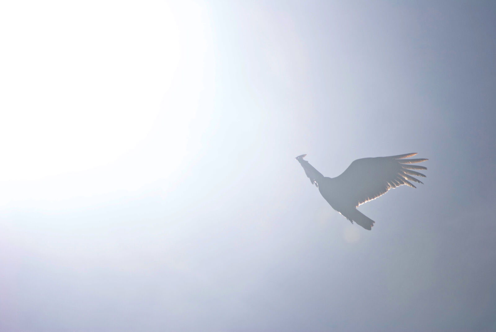 Nikon D60 sample photo. Bird, bright, day, flight photography