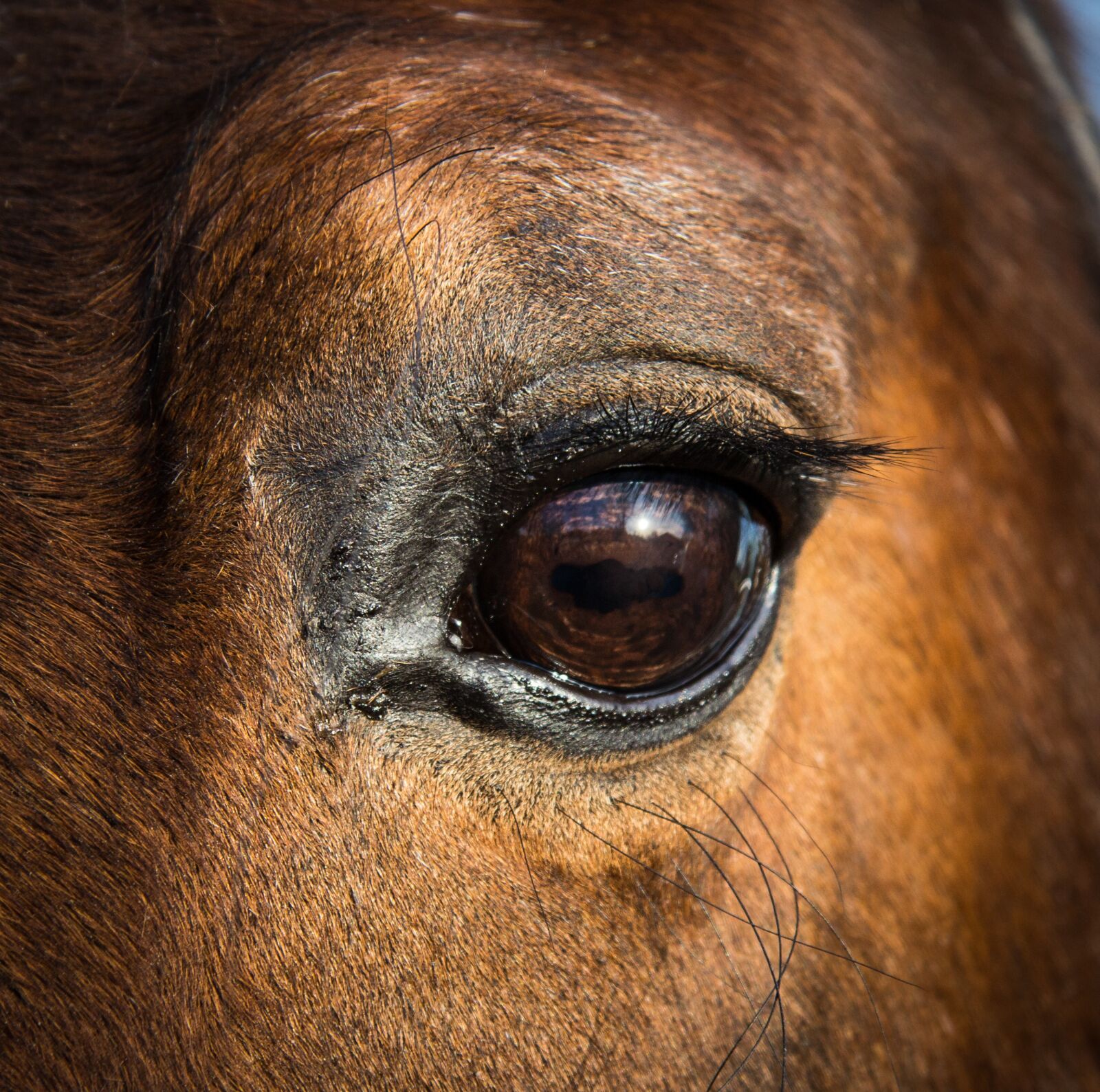 Canon EF-S 17-85mm F4-5.6 IS USM sample photo. Horse, eye, equine photography