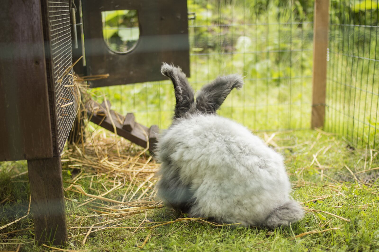 Canon EOS 70D + Canon EF 35mm F2 sample photo. Rabbit, bunny, farm photography