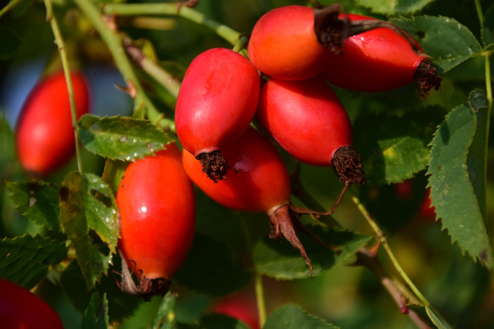 Nikon D3300 sample photo. Rose hip, ripe, forest photography
