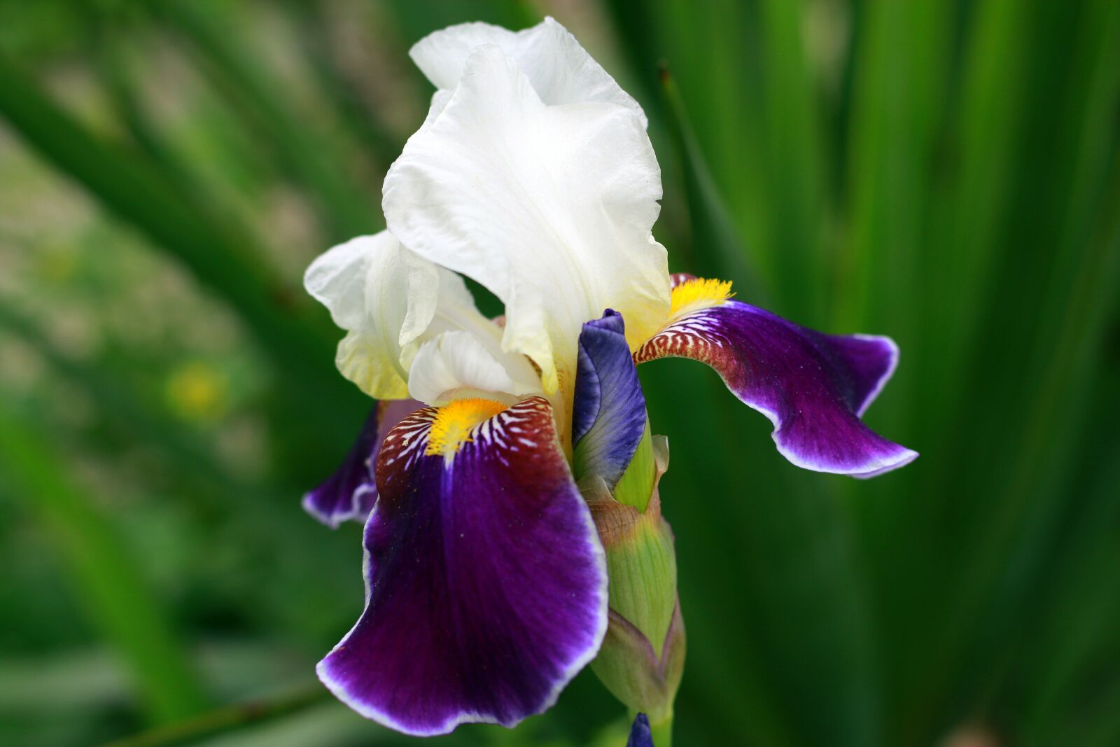 Canon EOS 70D + Canon EF 50mm F1.8 STM sample photo. Iris, white, yellow photography