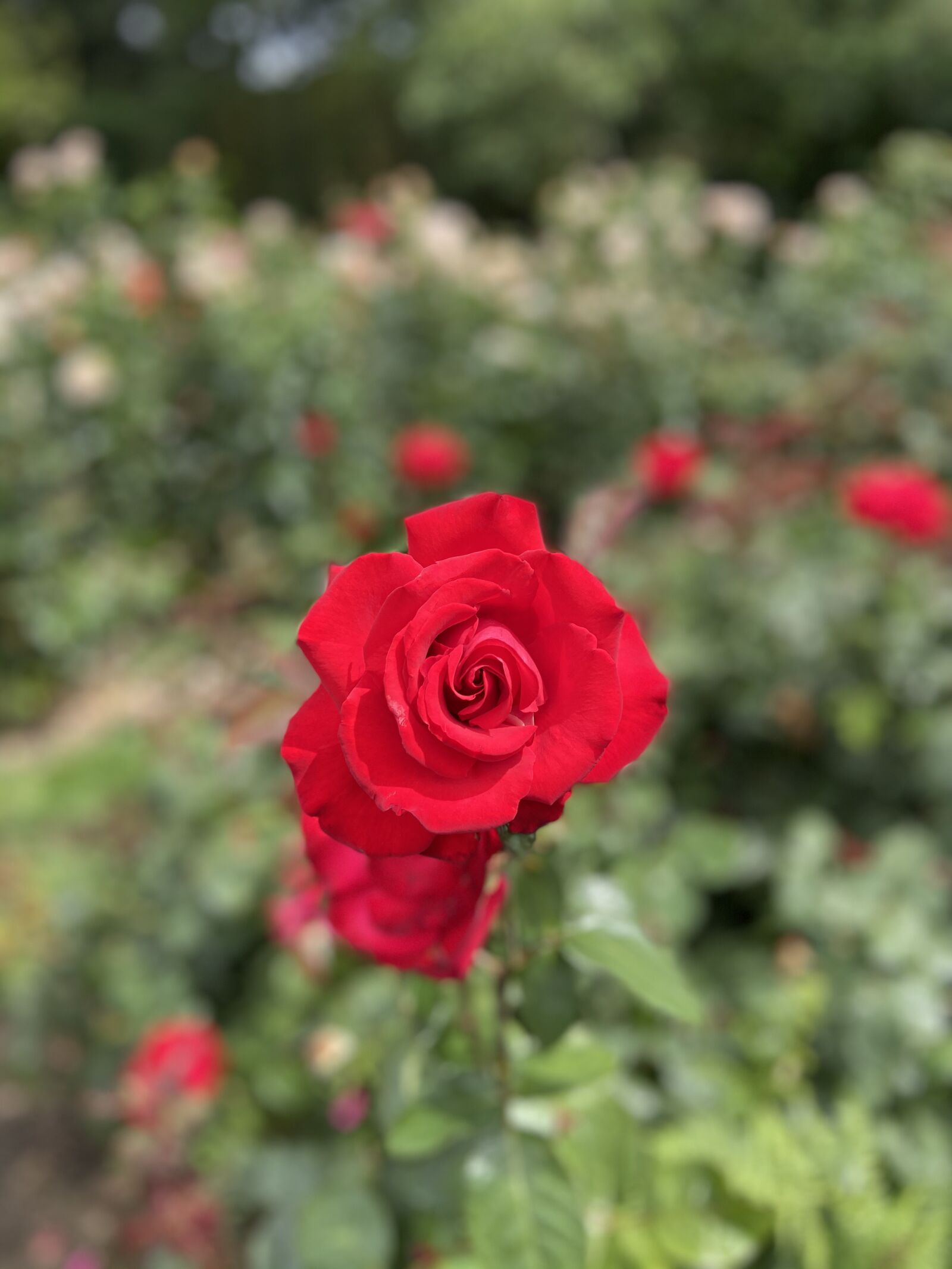 Apple iPhone 11 sample photo. Flower, nature, rose photography