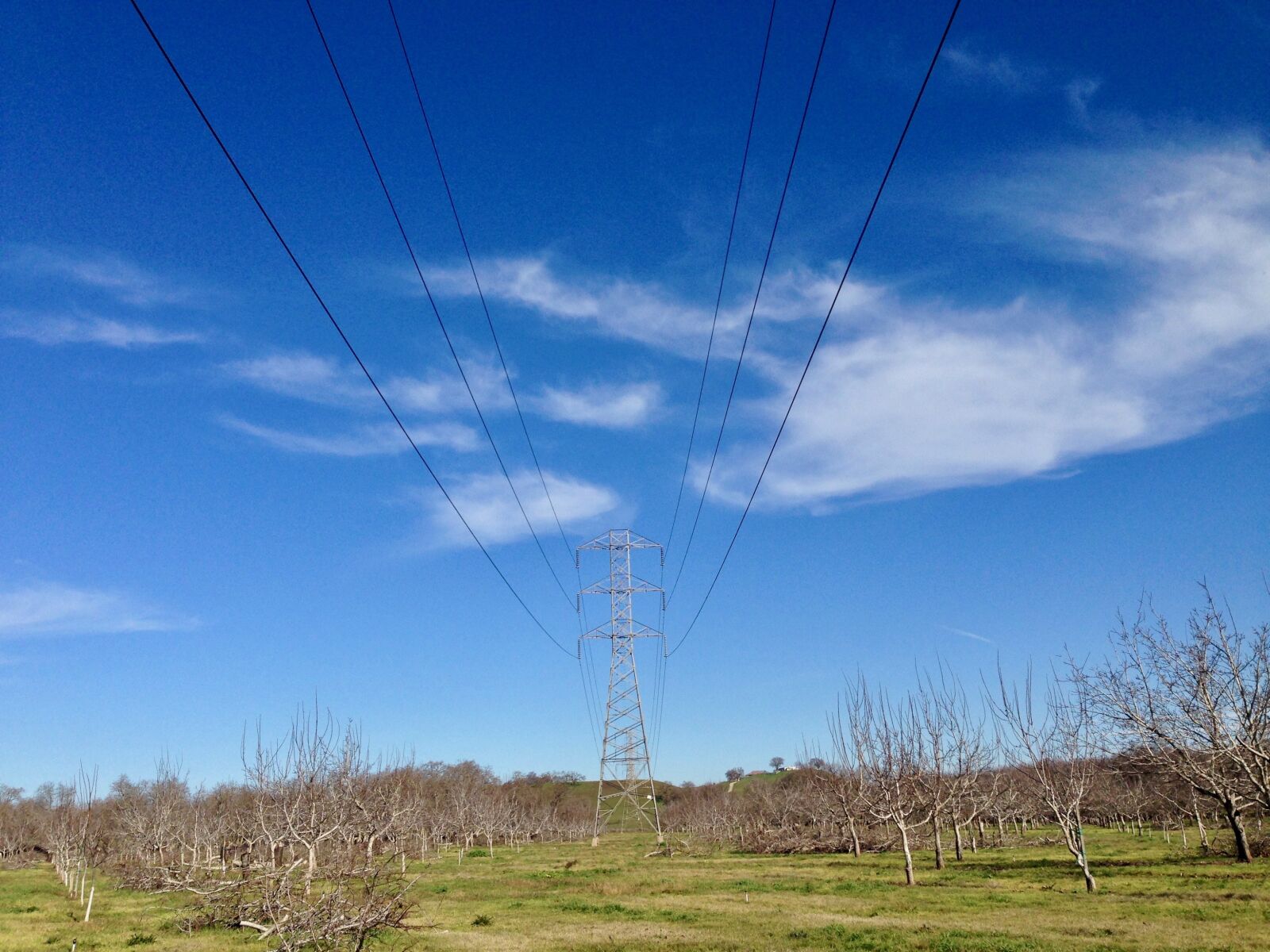 iPhone 5 back camera 4.12mm f/2.4 sample photo. Power line, orchard, rural photography