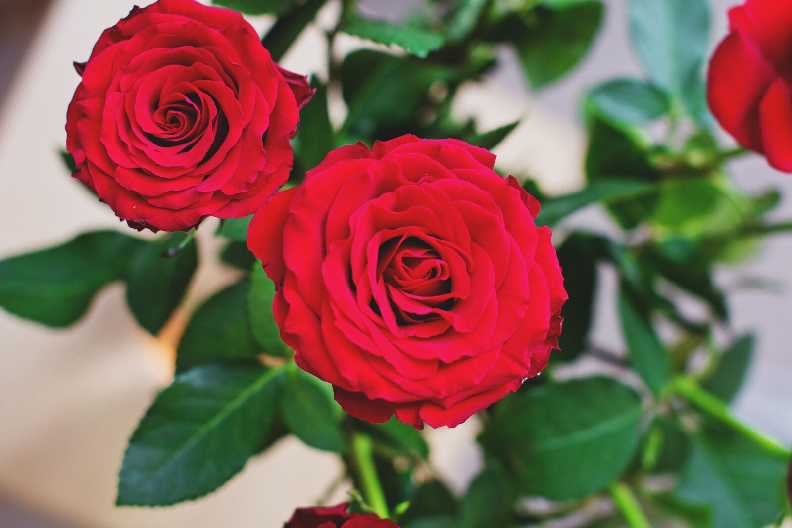 Canon EOS 60D sample photo. Nature, bouquet, flowers photography