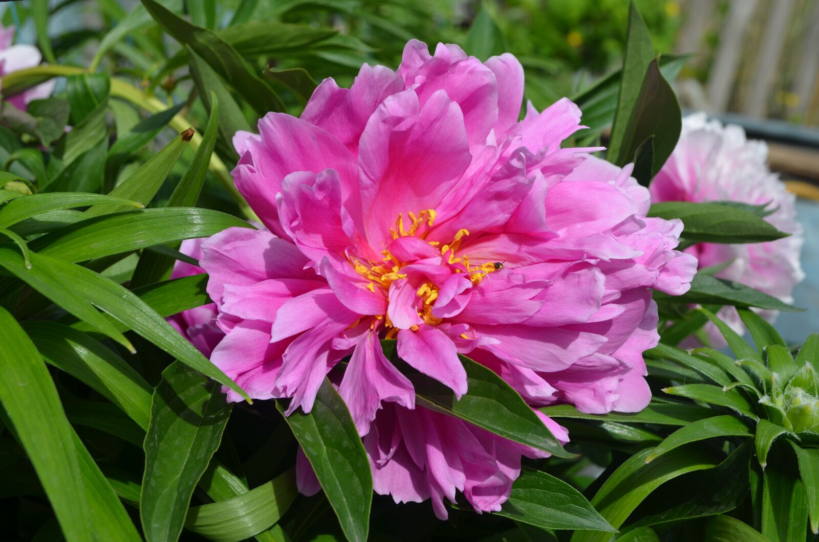 Nikon D5100 sample photo. Peony, peonies, garden photography