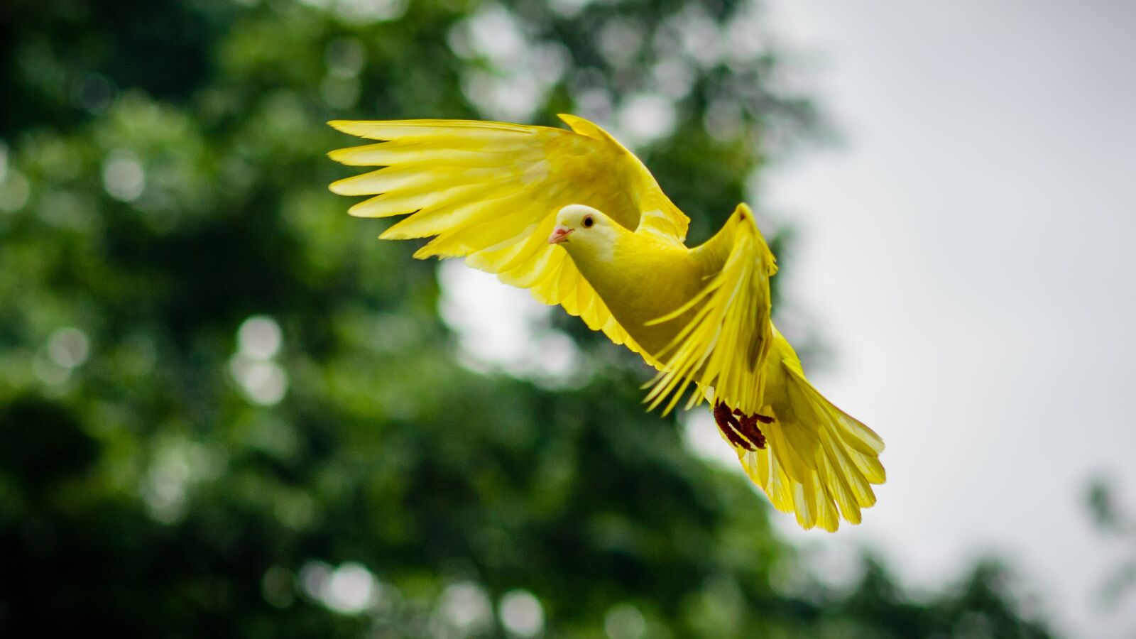 Nikon D7100 sample photo. Dove, animal, bird photography