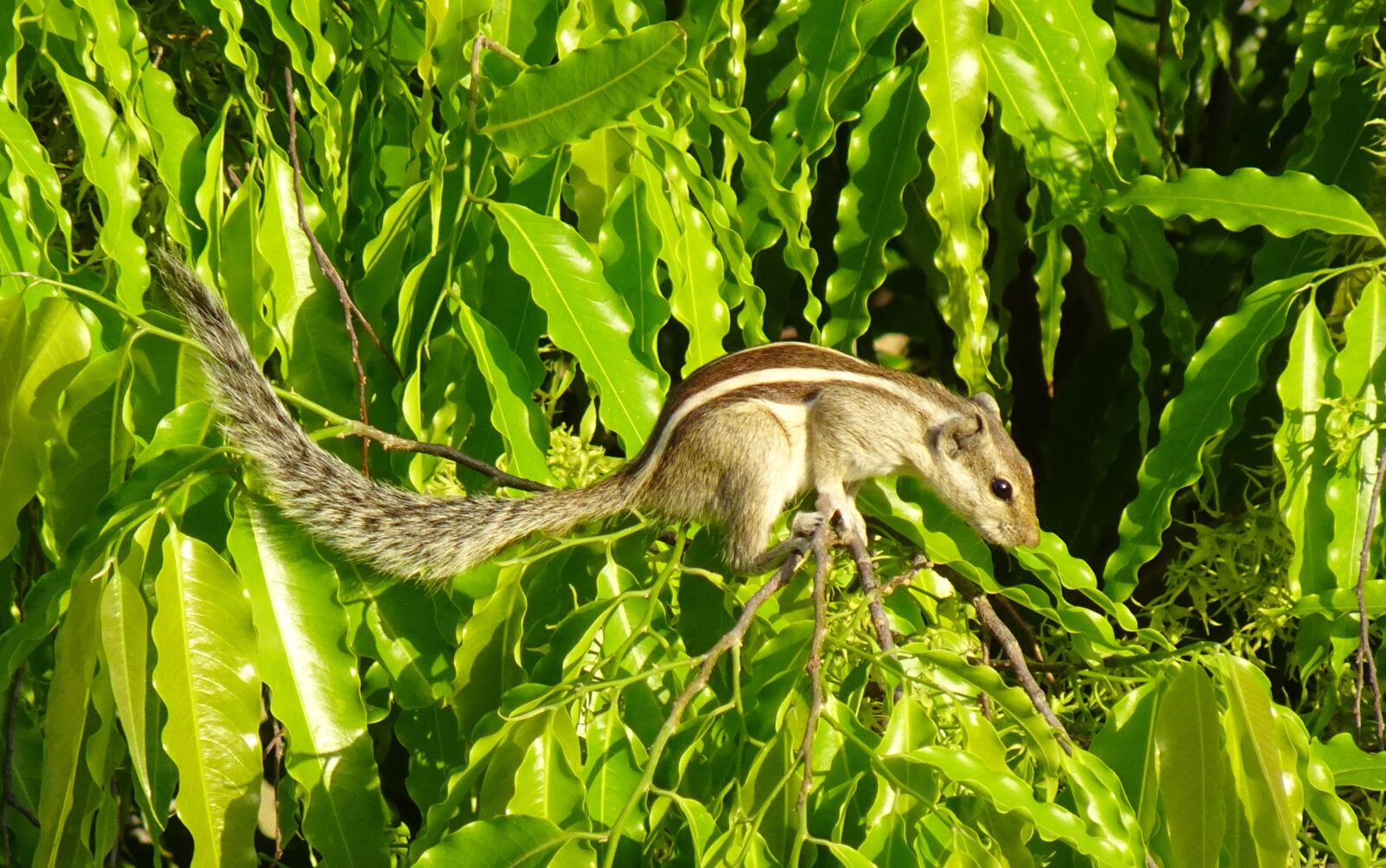 Sony DSC-WX800 sample photo. Squirrel, indian palm squirrel photography