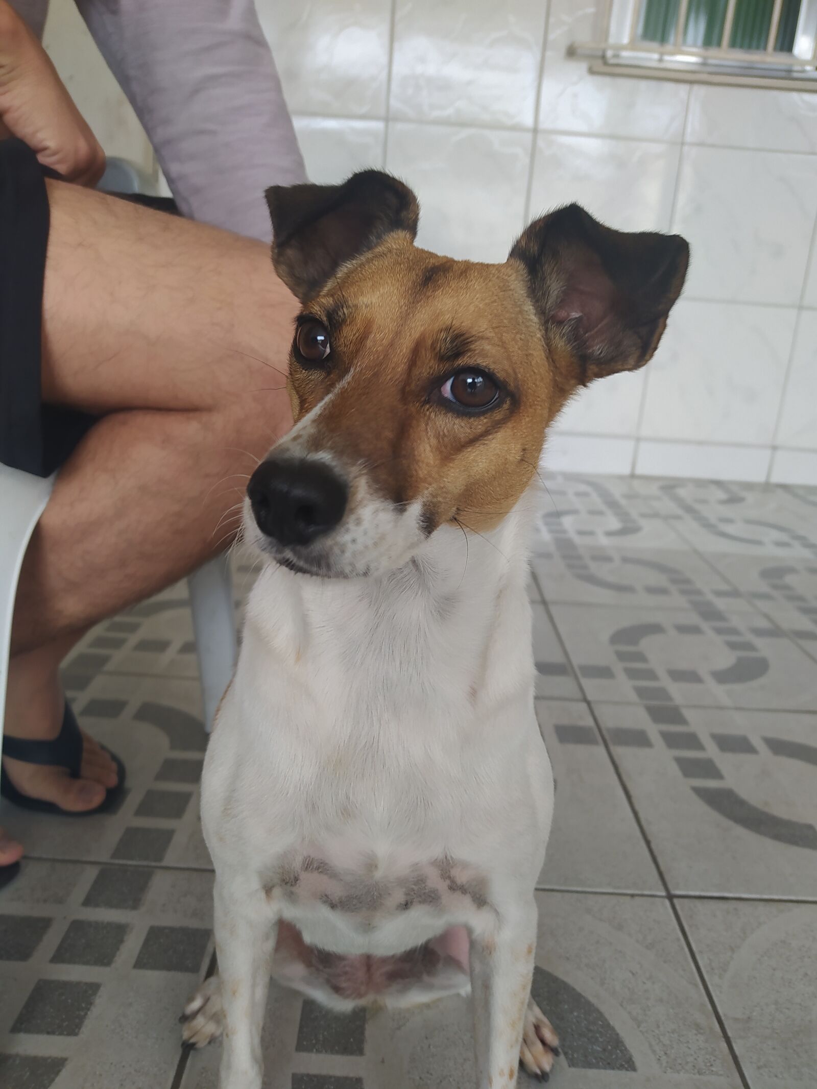 Xiaomi Redmi Note 8 sample photo. Dog, pet photography