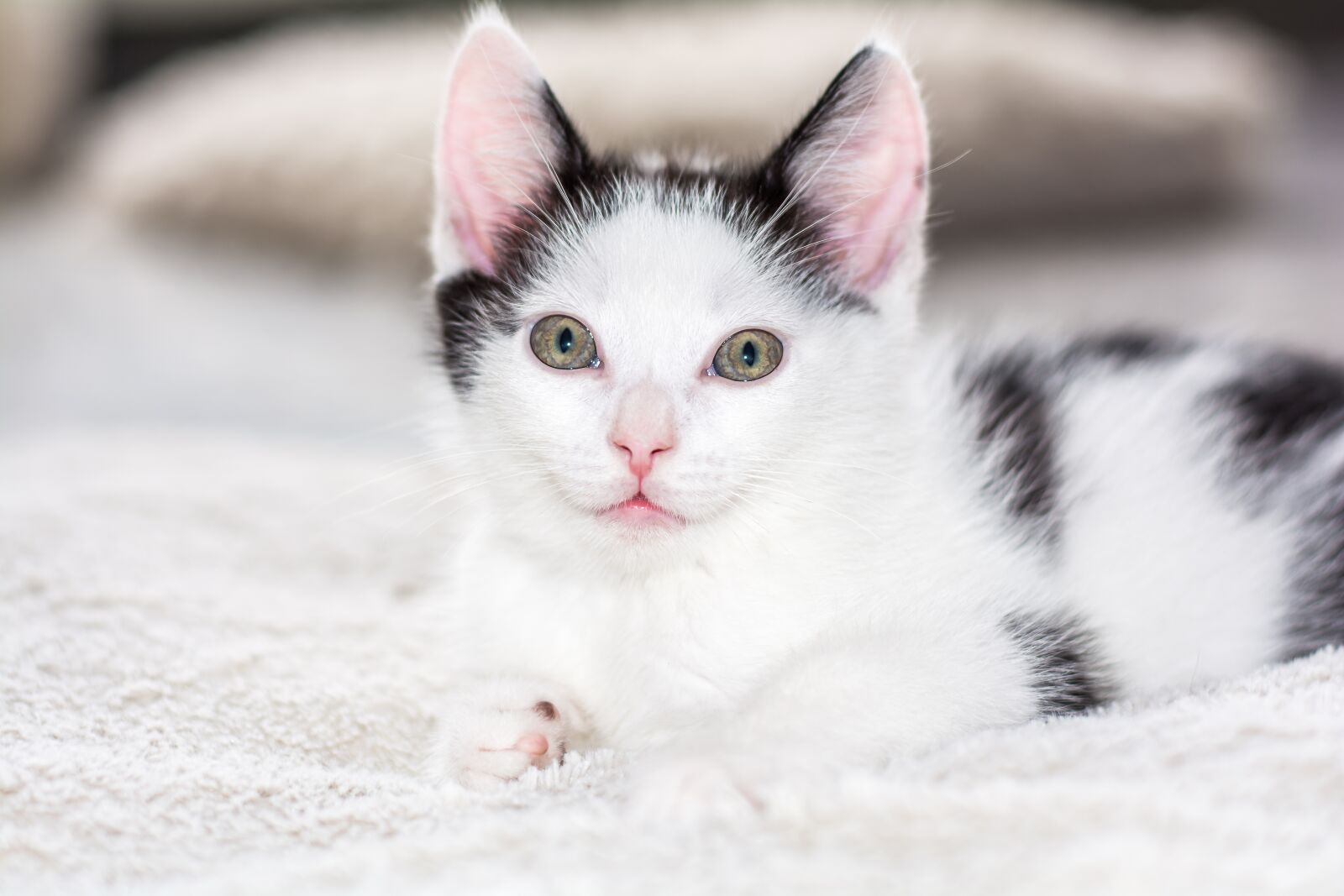 Nikon D5200 sample photo. Baby cat, cat baby photography