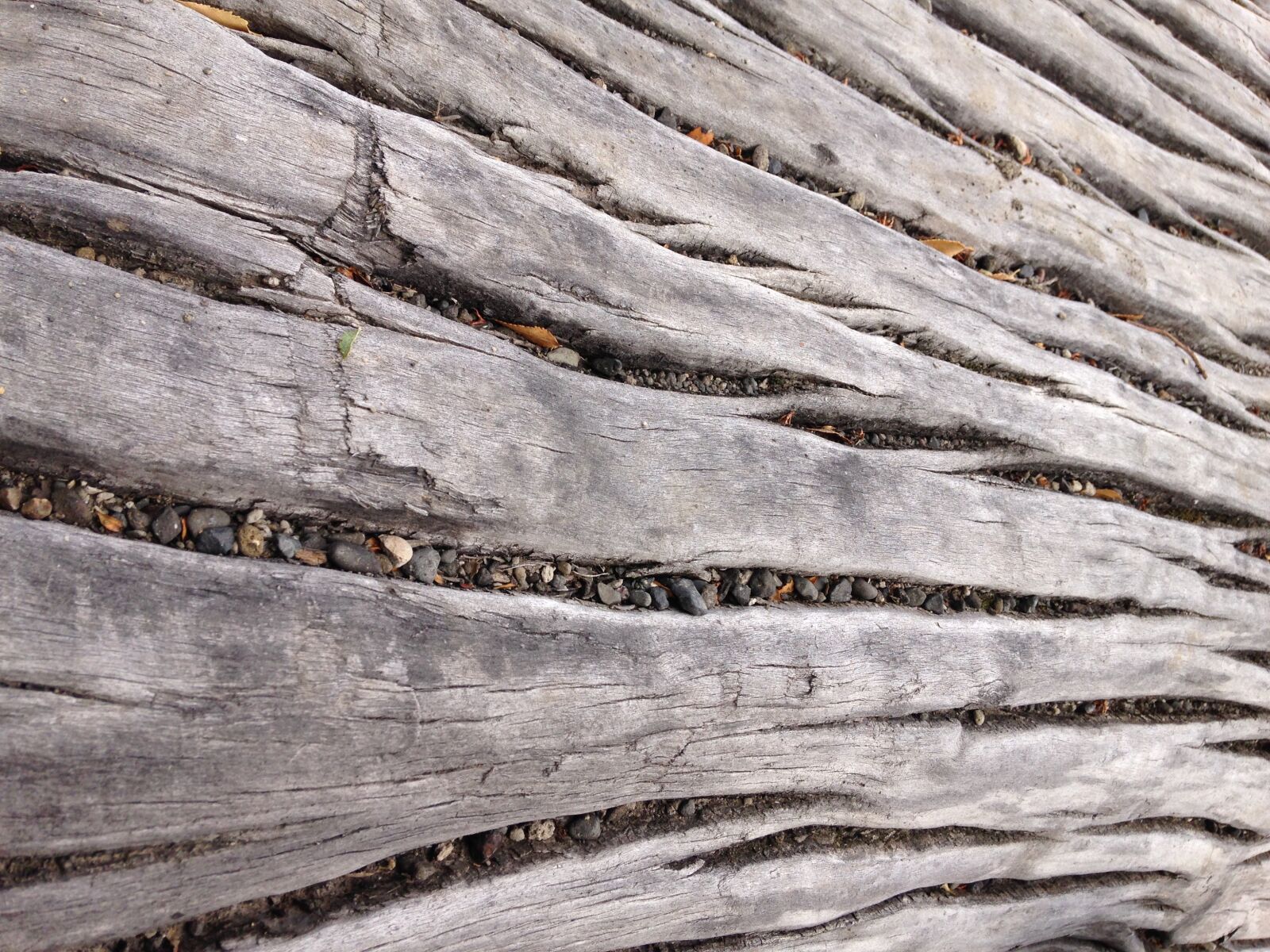 iPhone 5c back camera 4.12mm f/2.4 sample photo. Wood, nature, texture photography