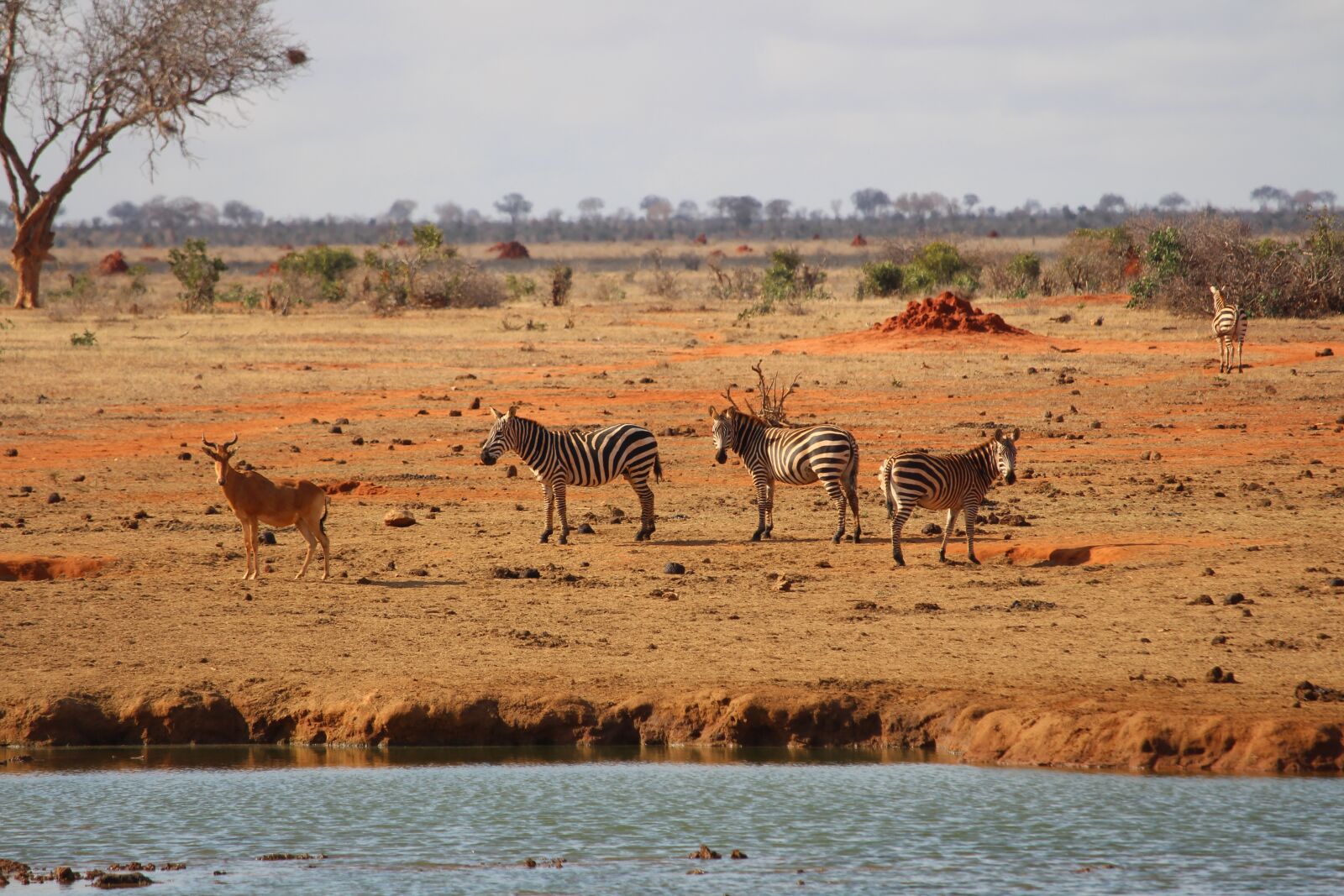 Canon EF-S 55-250mm F4-5.6 IS STM sample photo. Zebra, africa, safari photography