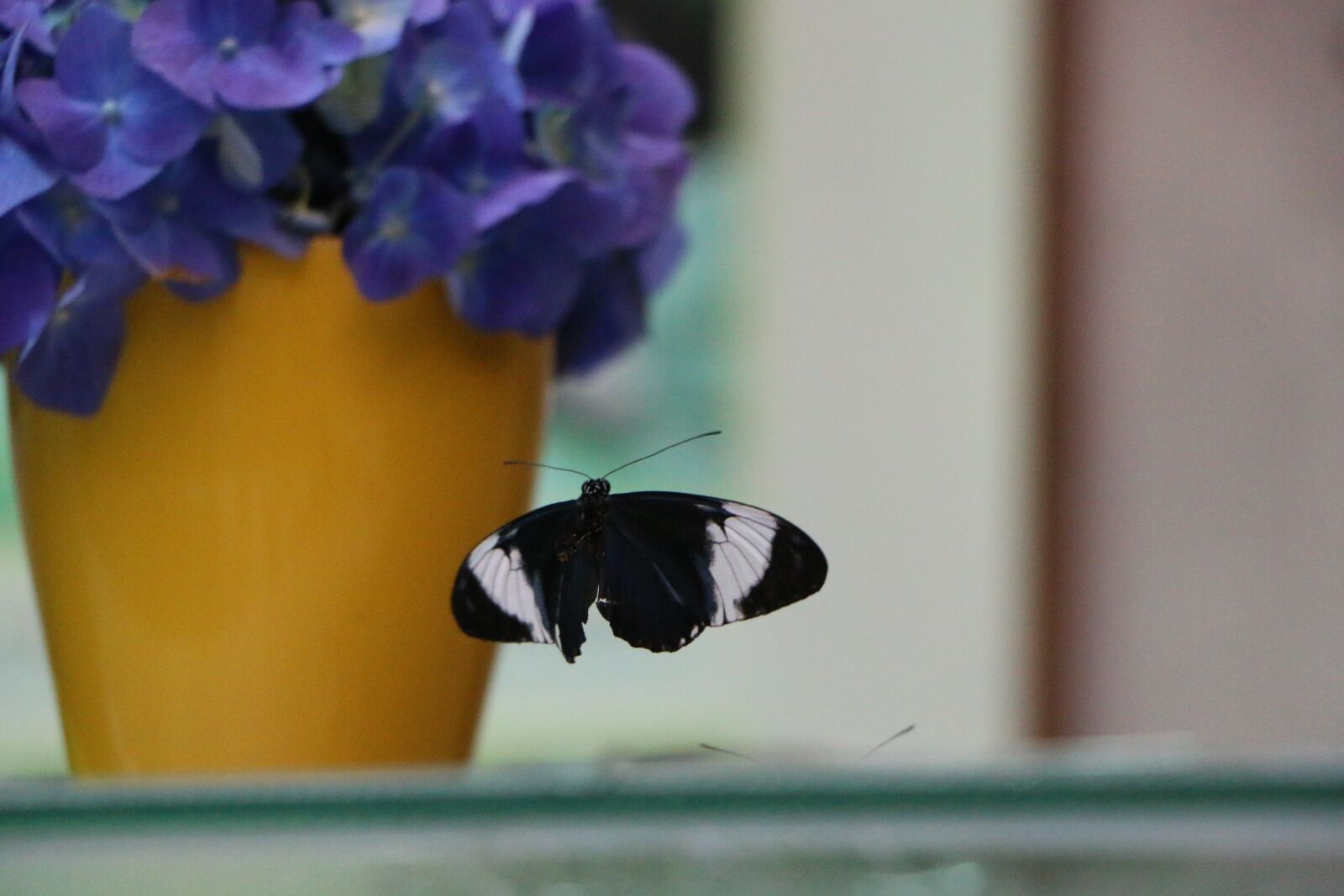 Canon EOS 70D sample photo. Blue passion flower butterflies photography