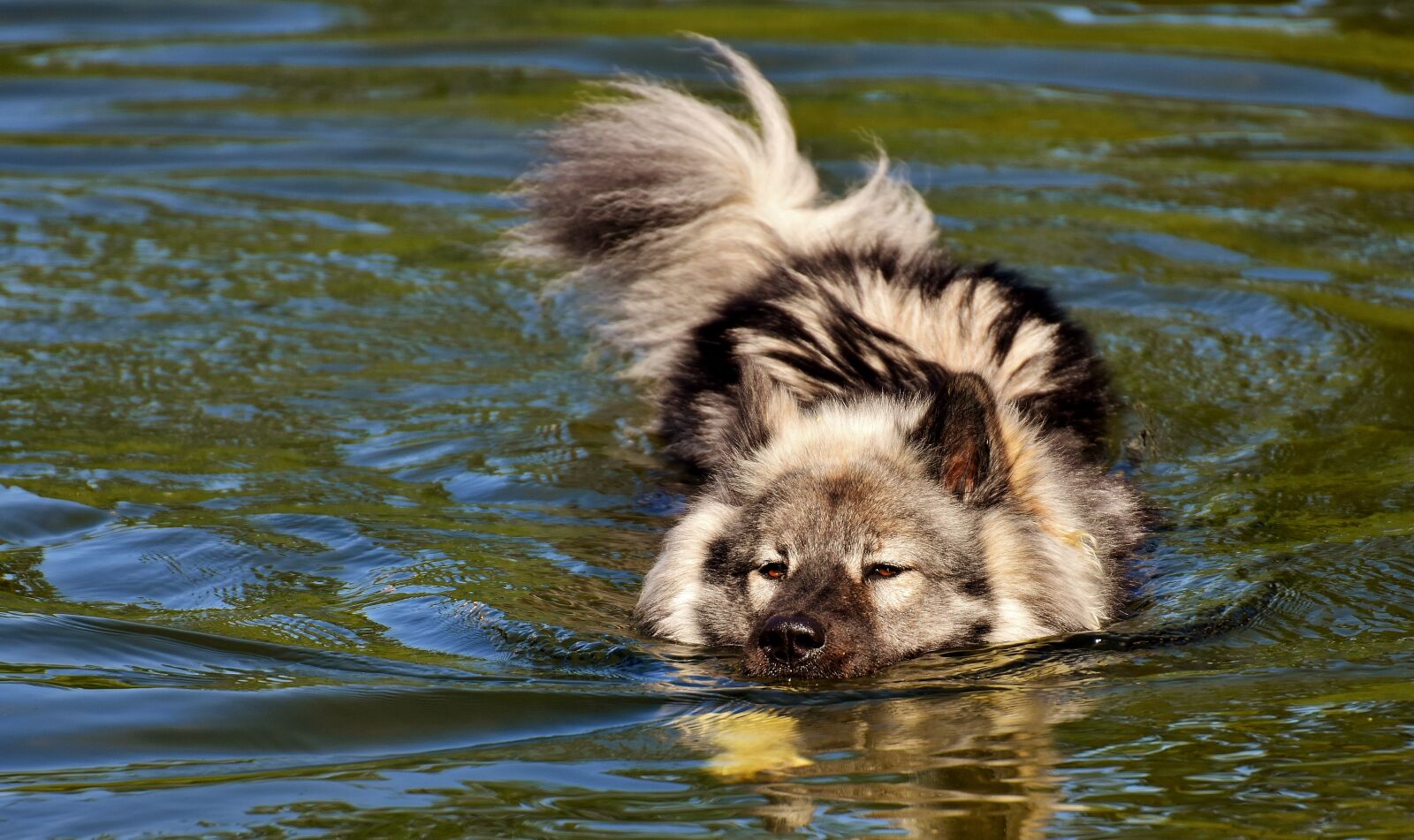 Nikon D7200 sample photo. Eurasians, swim, dog photography