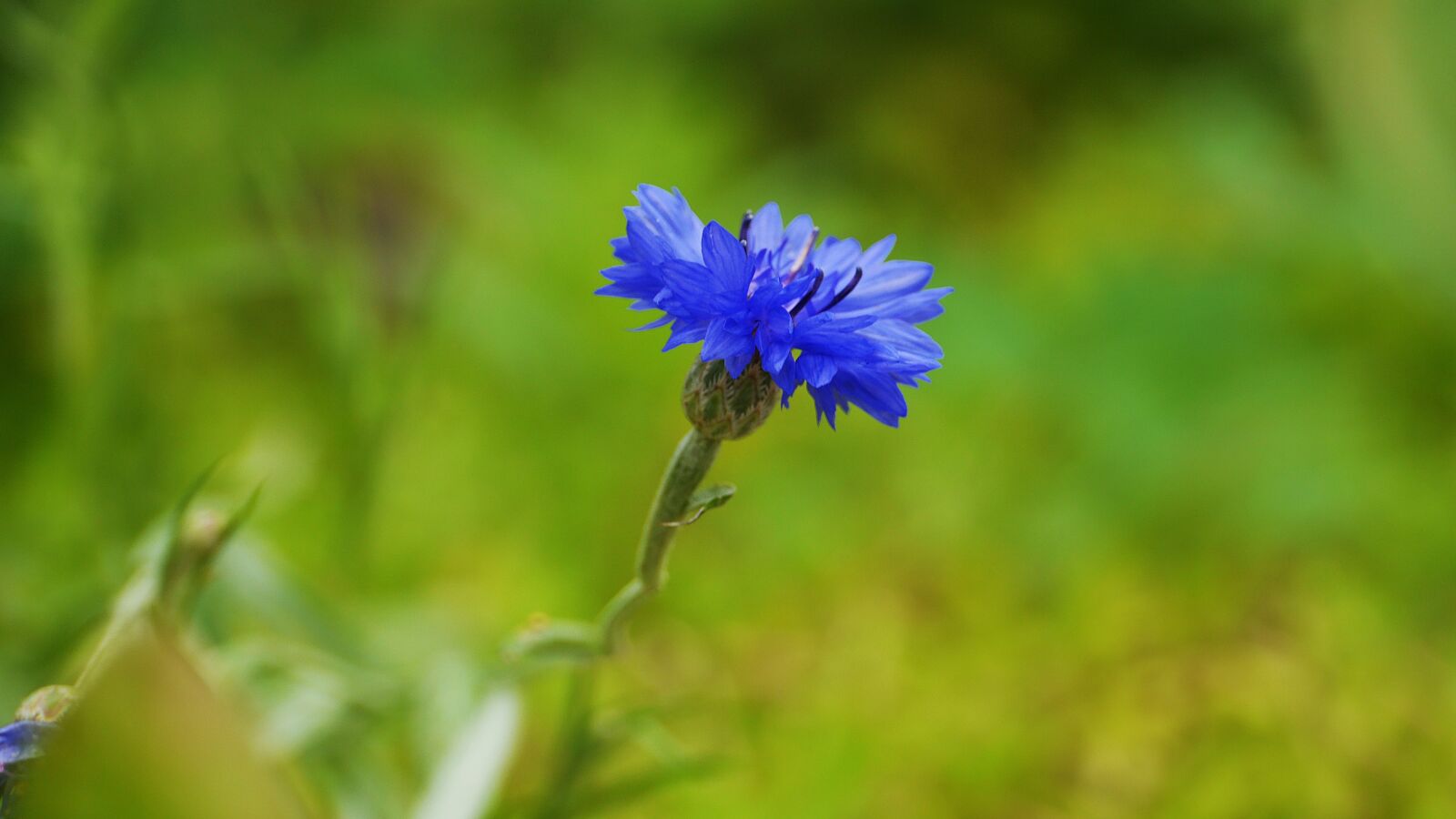 Panasonic Lumix DMC-GH3 sample photo. Plants, nature, leaf photography