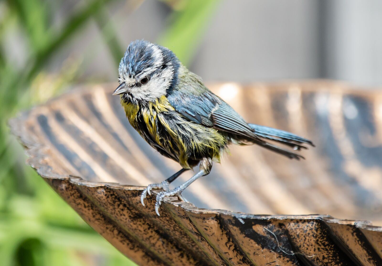150-600mm F5-6.3 DG OS HSM | Contemporary 015 sample photo. Blue tit, tit, small photography