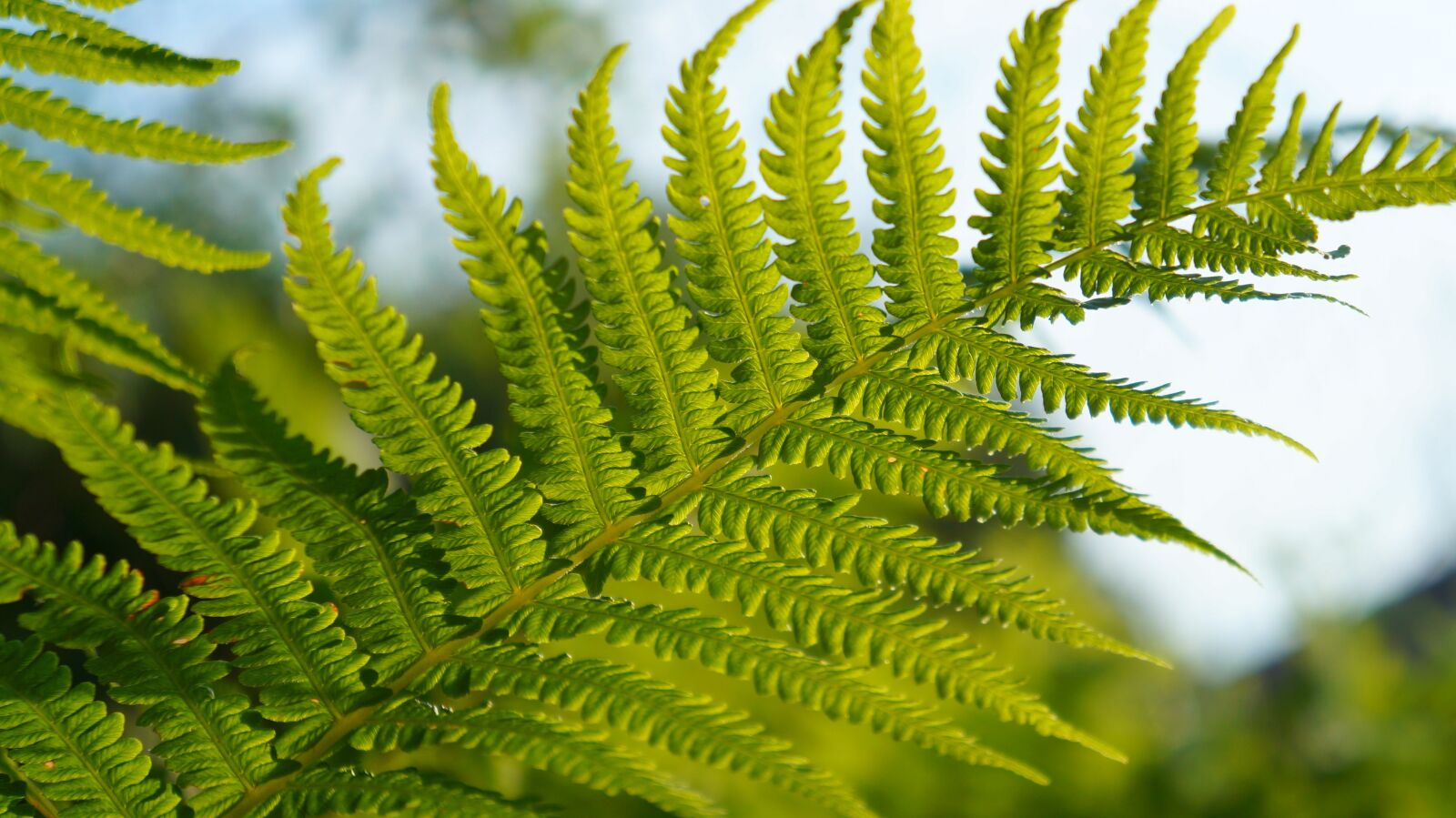 Sony Alpha a3000 + Sony E 18-55mm F3.5-5.6 OSS sample photo. Nature, plants, green photography