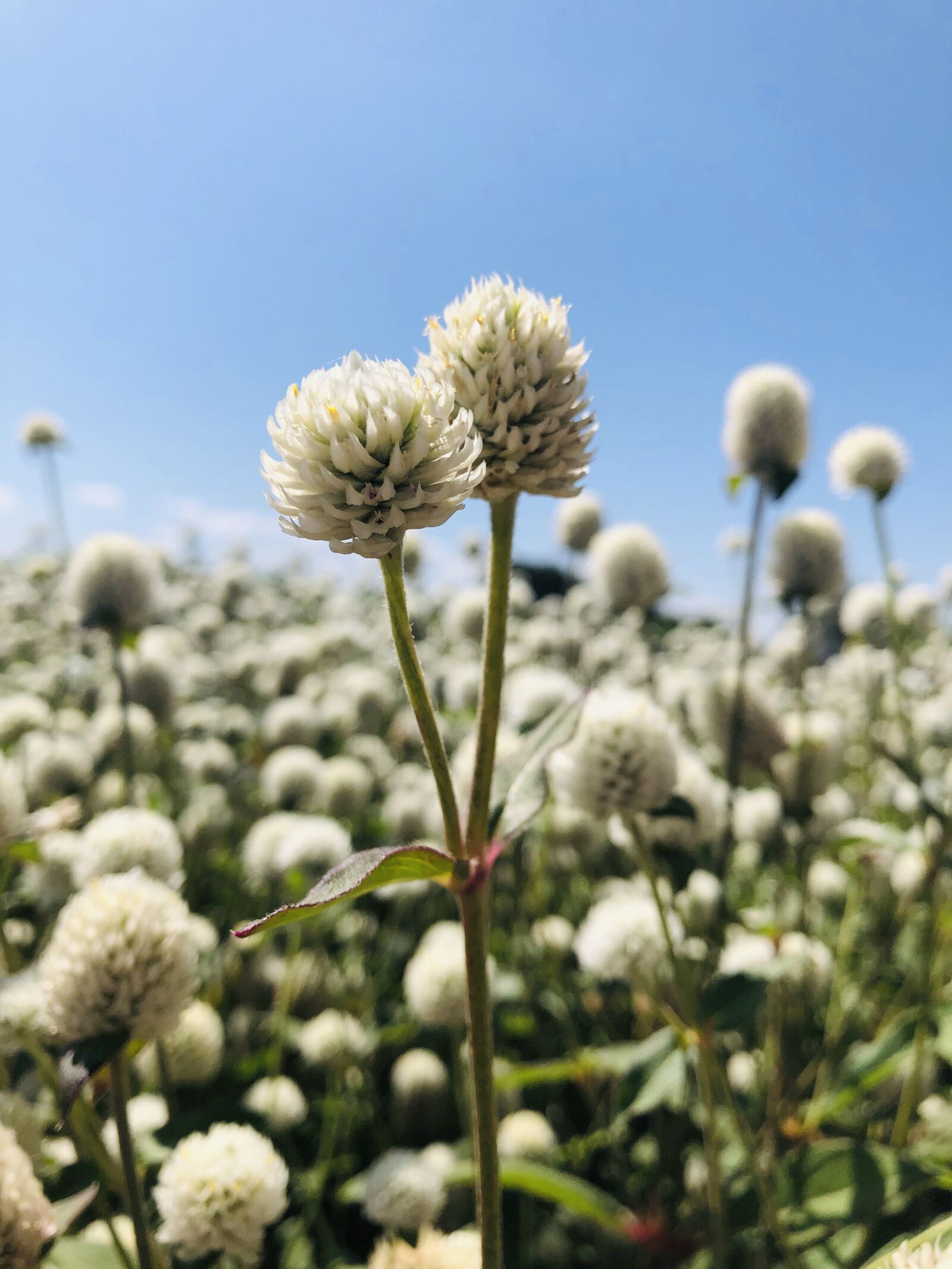 iPhone 8 back camera 3.99mm f/1.8 sample photo. Flower, white, nature photography